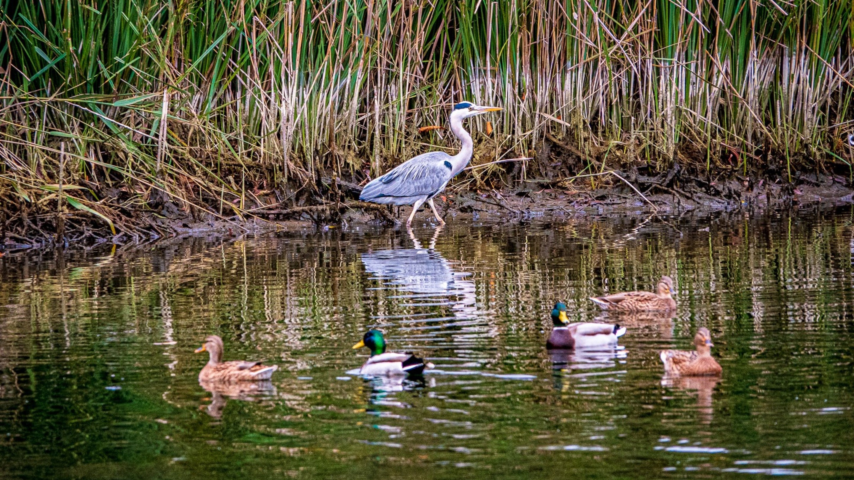 A heron and ducks on The Vyne's wetlands