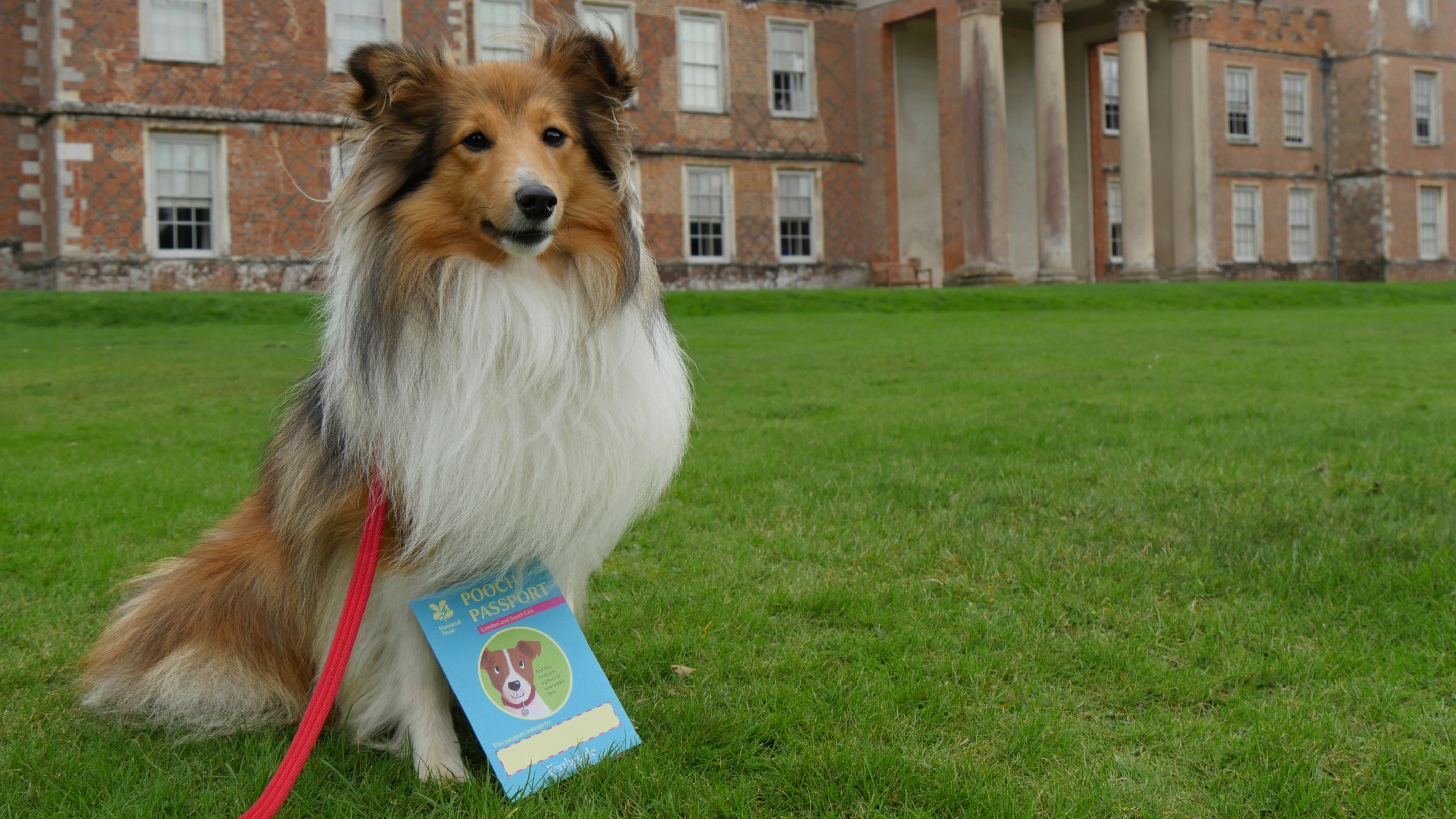 A Shetland Sheepdog poses on The Vyne's north lawn with a Pooch Passport.