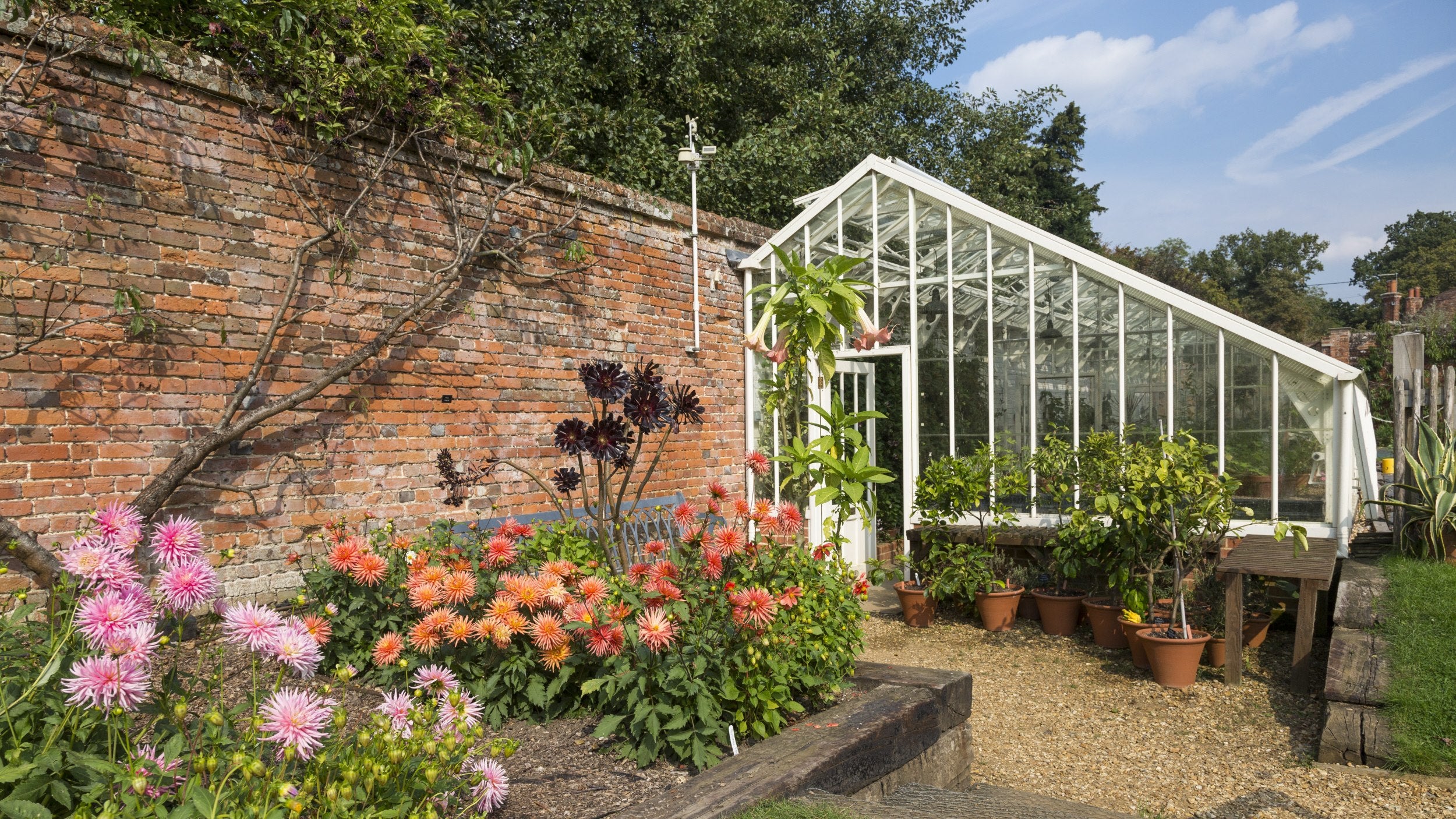 Victorian style greenhouse against brick garden wall with colourful raised flowerbed in foreground