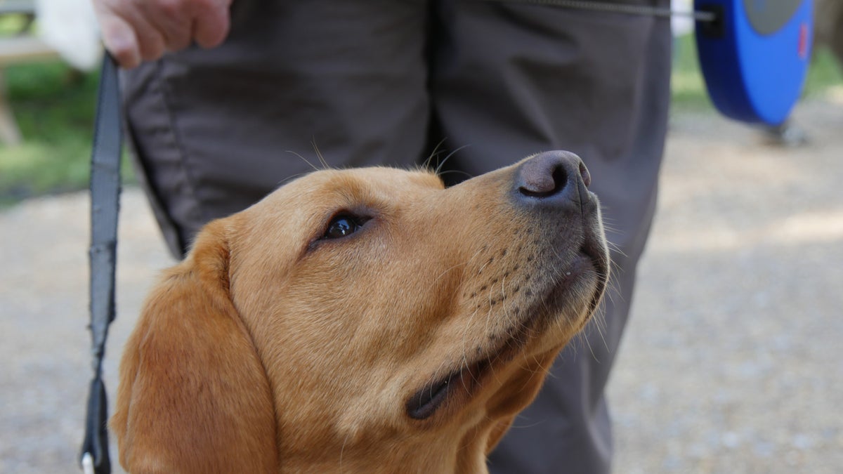 Dogs at Souter Lighthouse Tyne & Wear National Trust