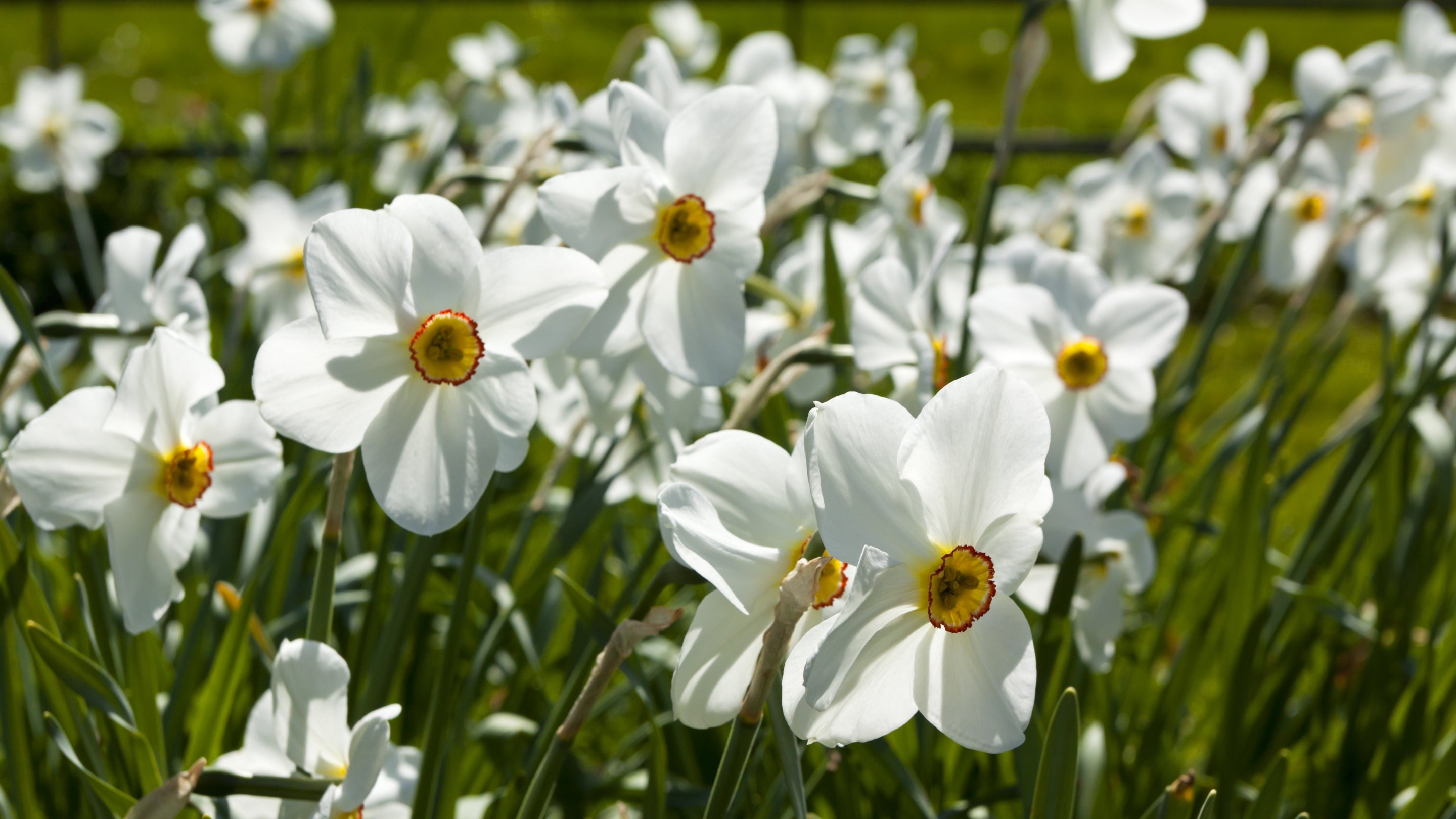 'Pheasant's Eye' daffodils, with white petals and yellow, red-rimmed trumpets