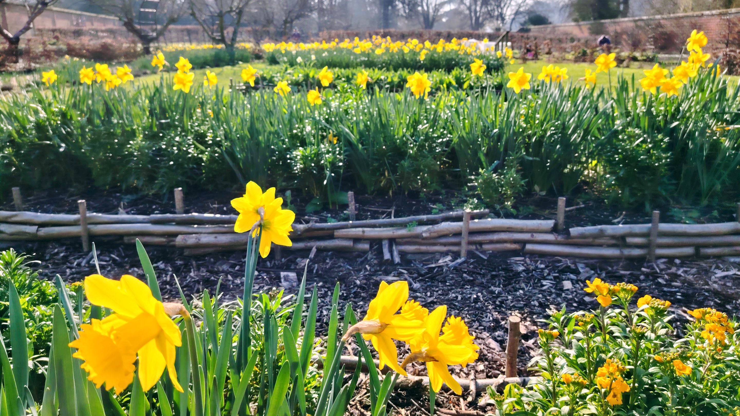 Daffodils grow in beds in the walled garden at The Vyne.