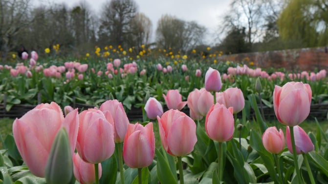 Tulips in the walled garden at The Vyne