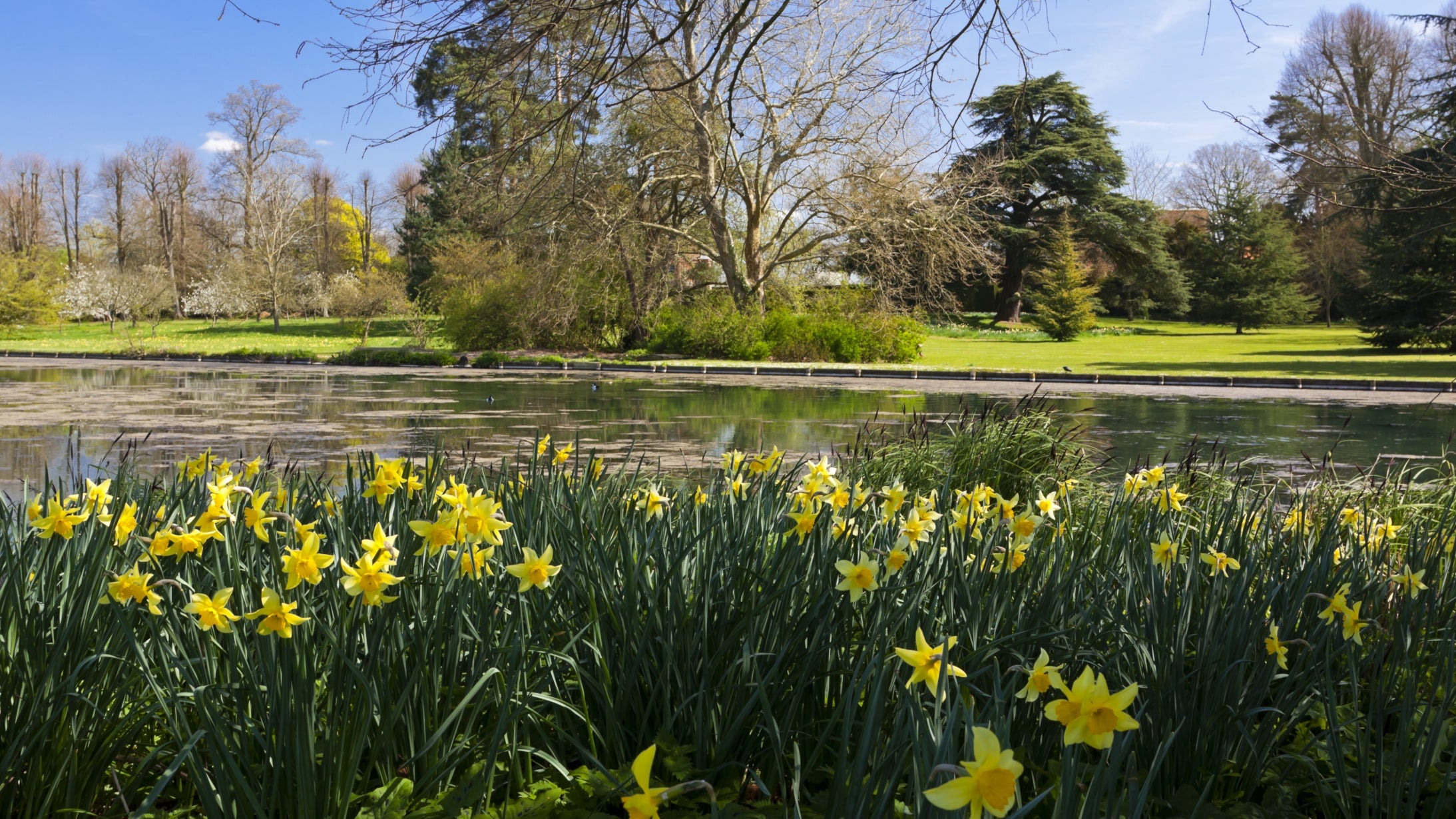 Daffodils in front of the lake in spring at The Vyne, Hampshire