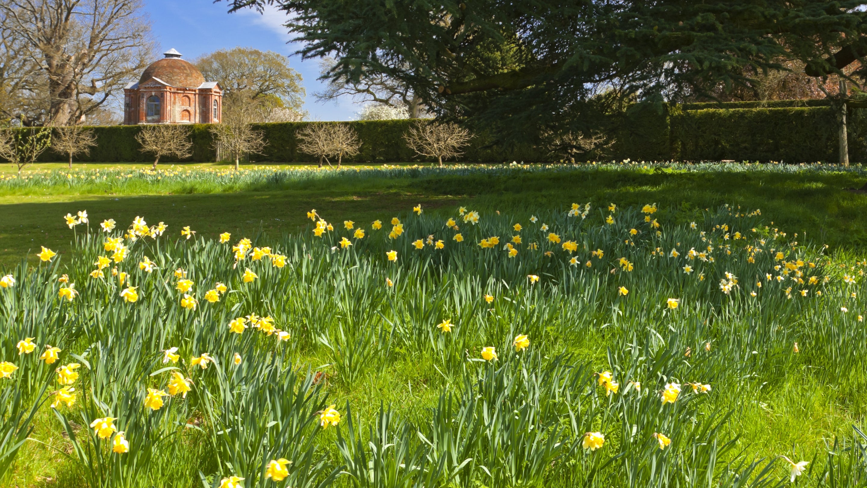 Daffodils grow in the grass in front of the summerhouse garden at The Vyne.