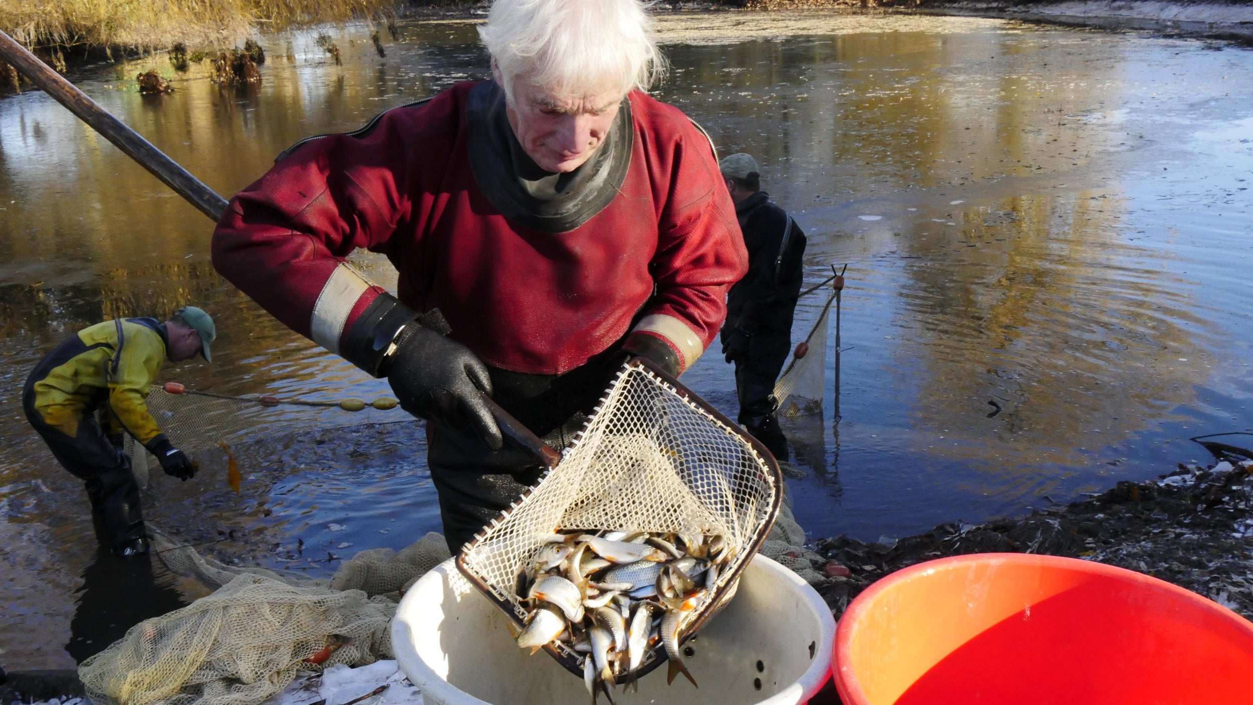 Man emptying net full of fish into a bucket with lake in background