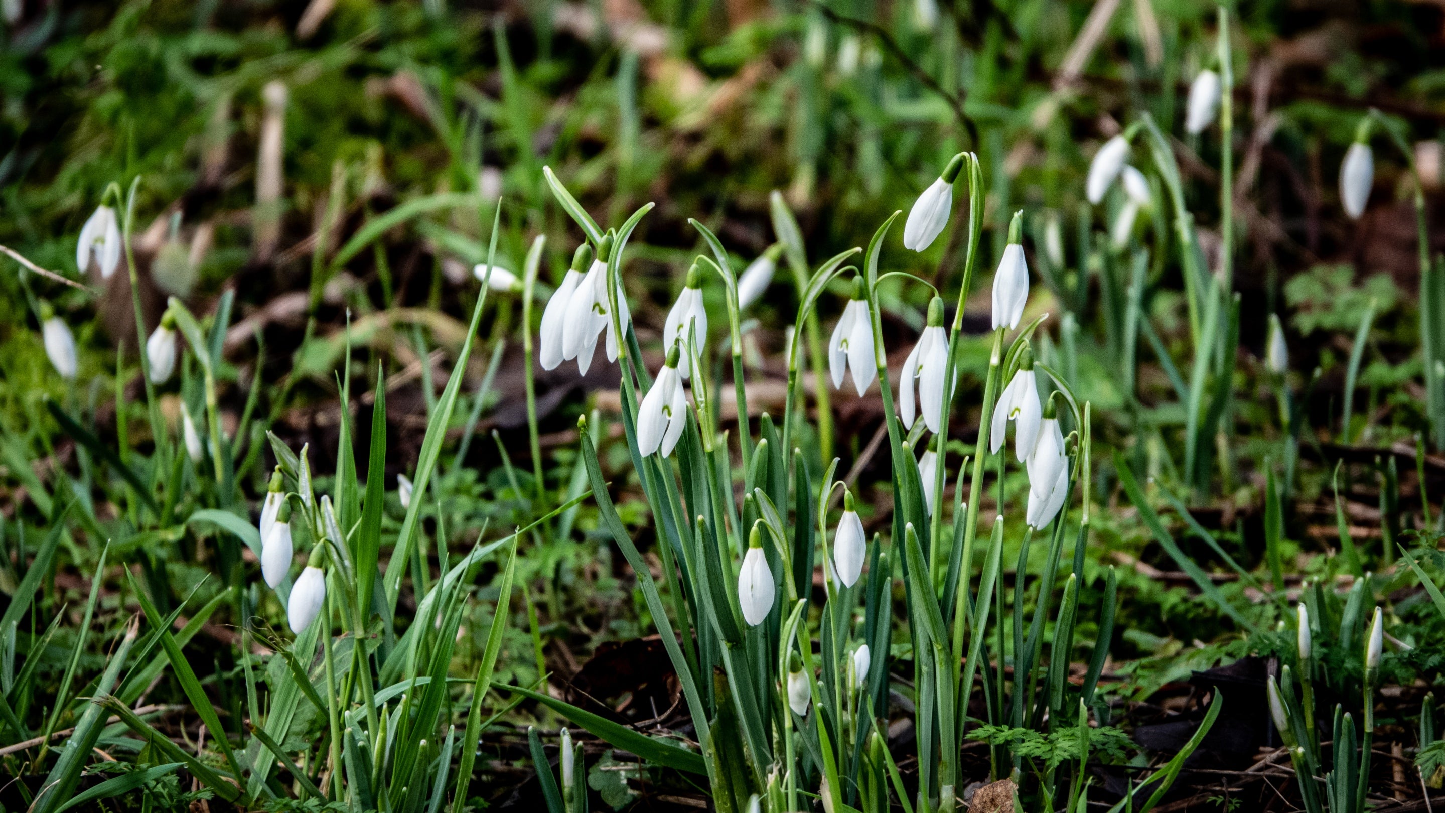 A cluster of snowdrops bloom at The Vyne.
