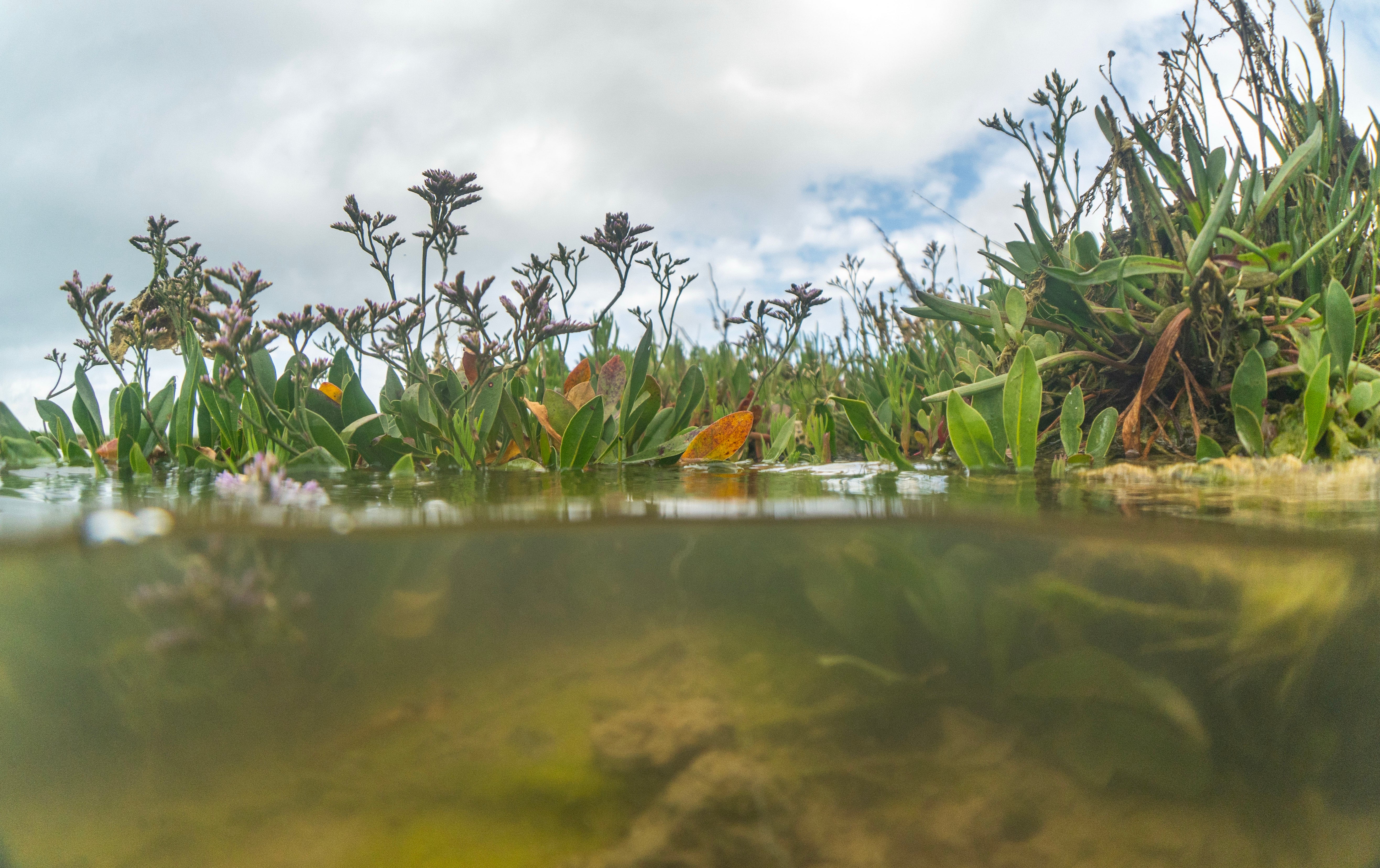 A split shot of the water and land within the saltmarsh at Newtown National Nature Reserve