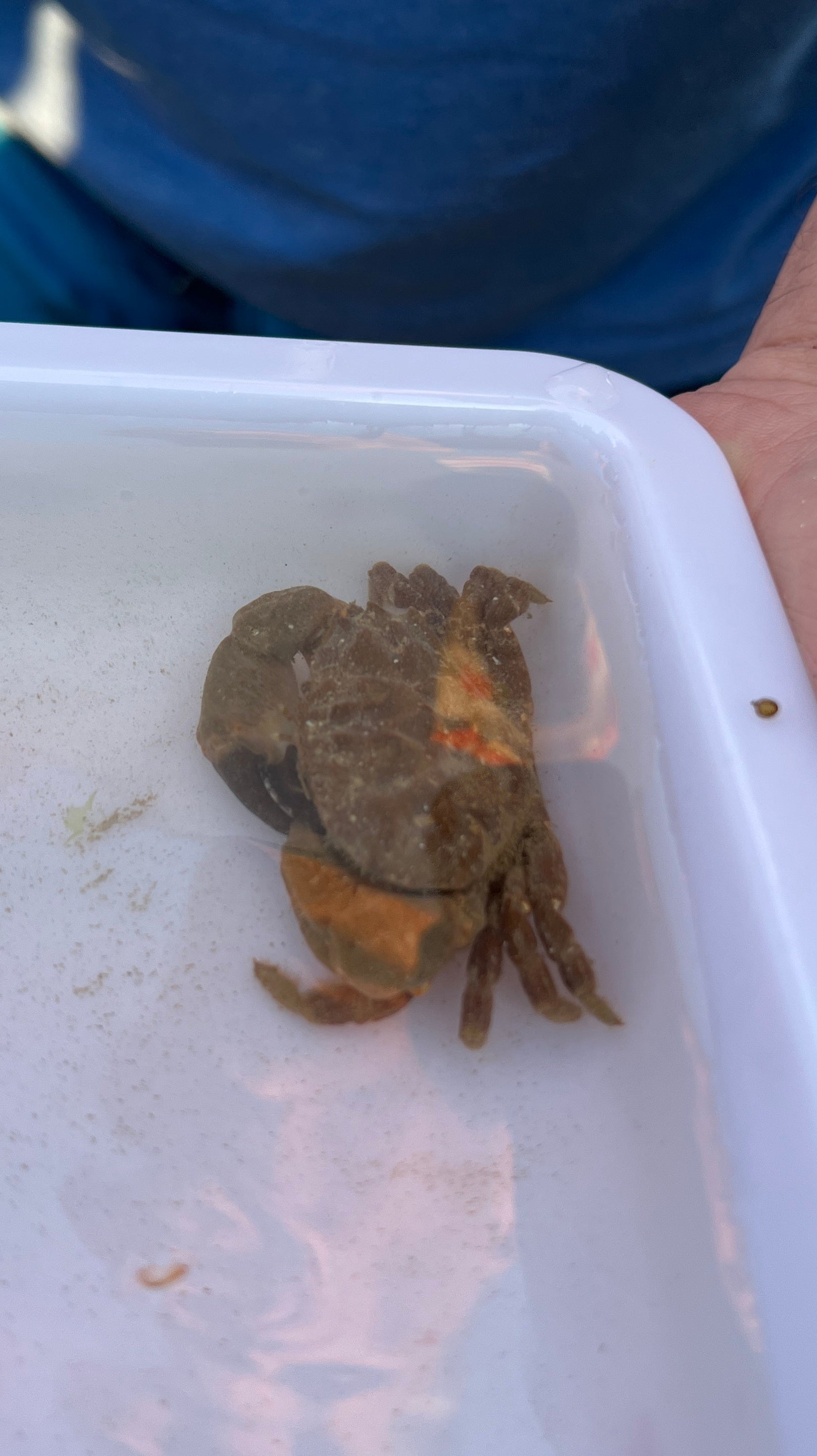 Montagu's Crab, in white tray, found whilst on a Rockpool Safari at Compton Bay on the Isle of Wight