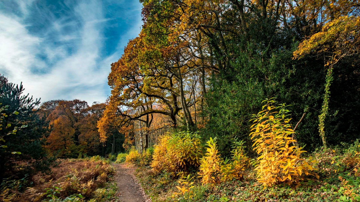 Borthwood Copse | Isle of Wight | National Trust