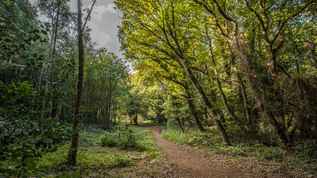 Borthwood Copse | Isle of Wight | National Trust