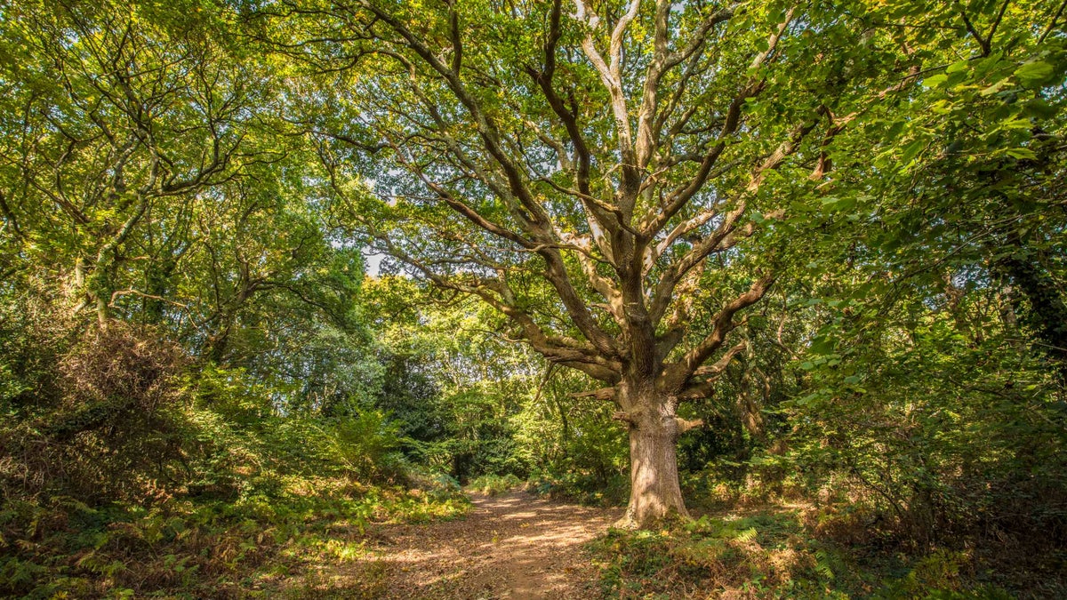 Borthwood Copse Isle Of Wight Deku Recommends Walkies | Red Funnel