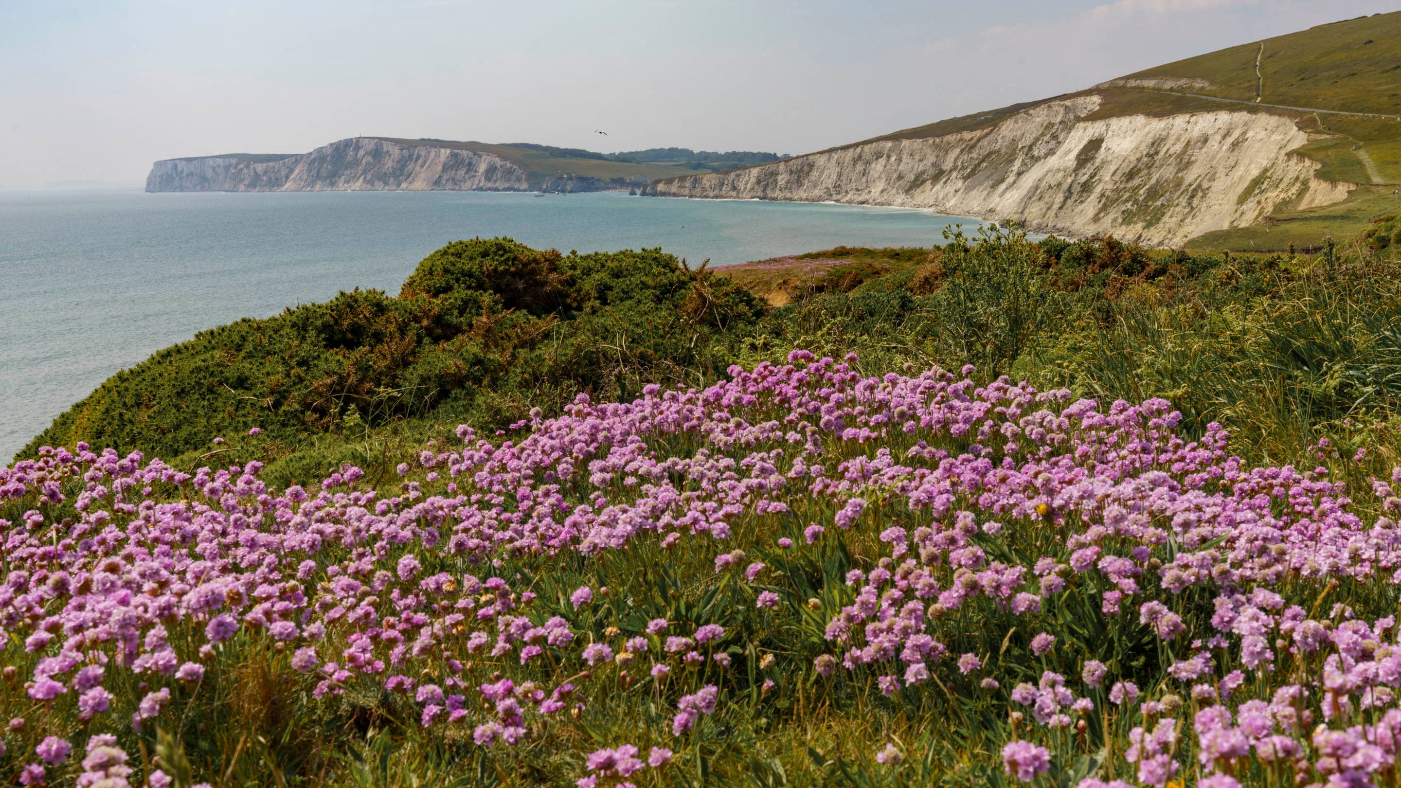 A mass of pink sea thrift with the white chalk cliffs of Tennyson Down behind