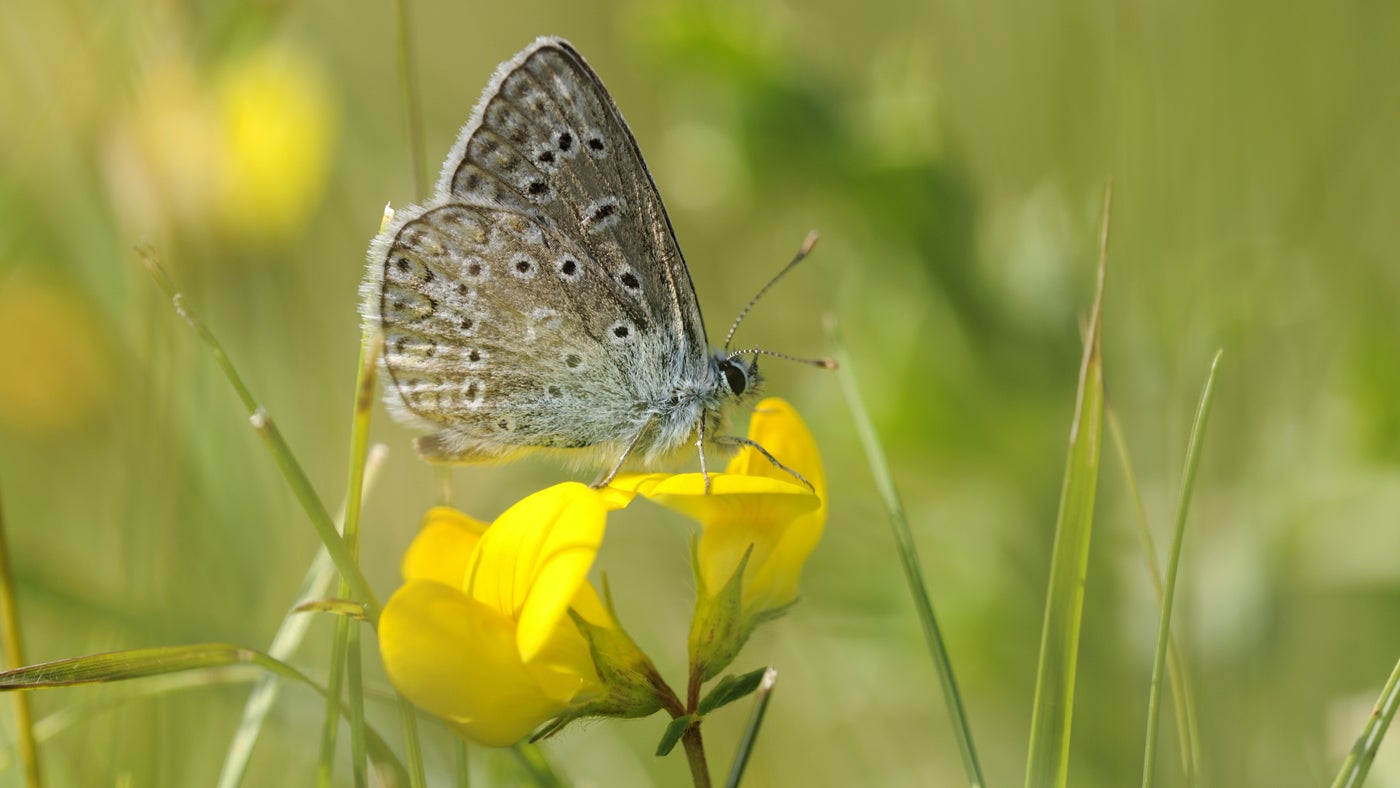 A common blue butterfly rests on top of a yellow bird's foot trefoil wildflower.