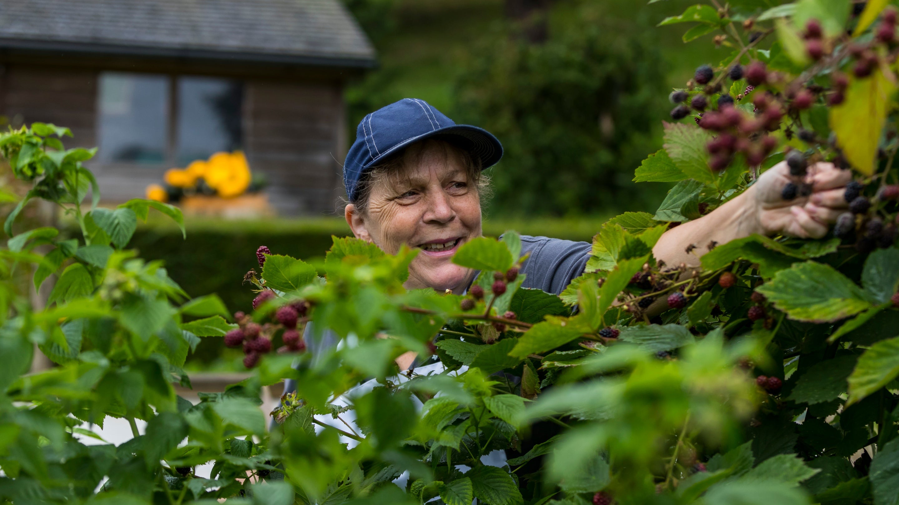 A lady reaches up to pick blackberries from a bush while facing the camera