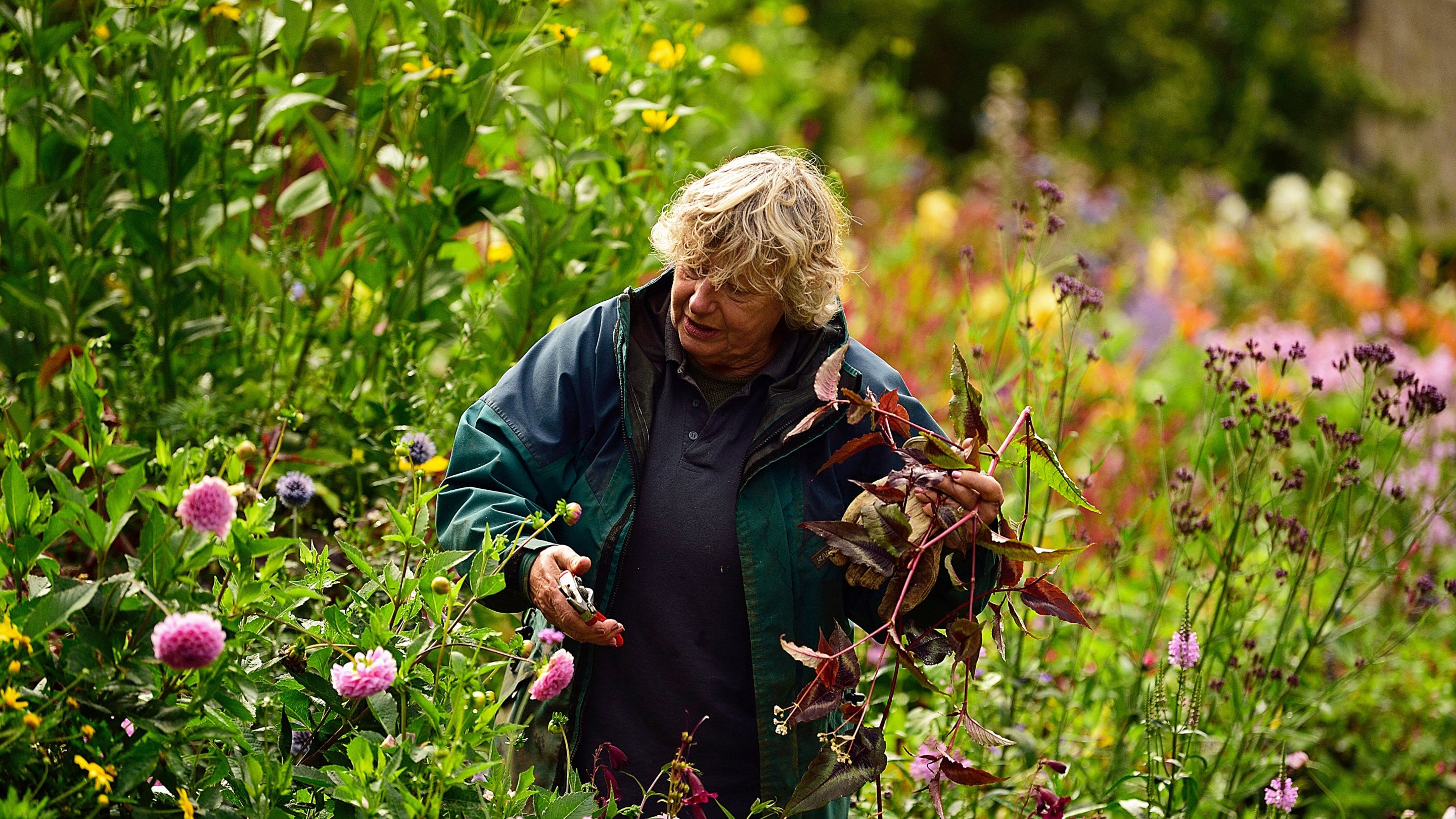 A volunteer pruning flowers at Mottistone Gardens