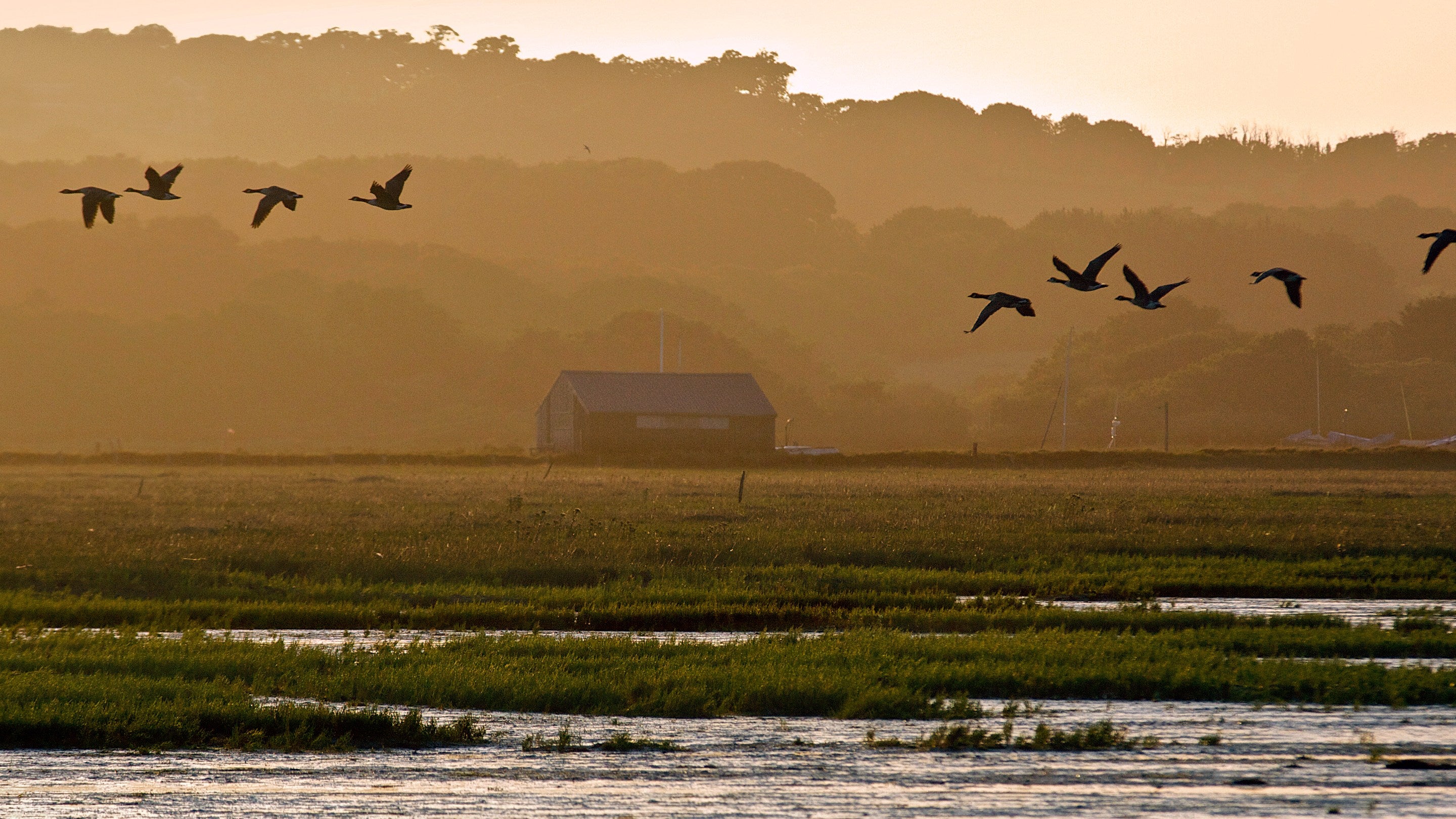 Geese fly past as dusk settles at Newtown and the light fades, a hut just visible in the distance