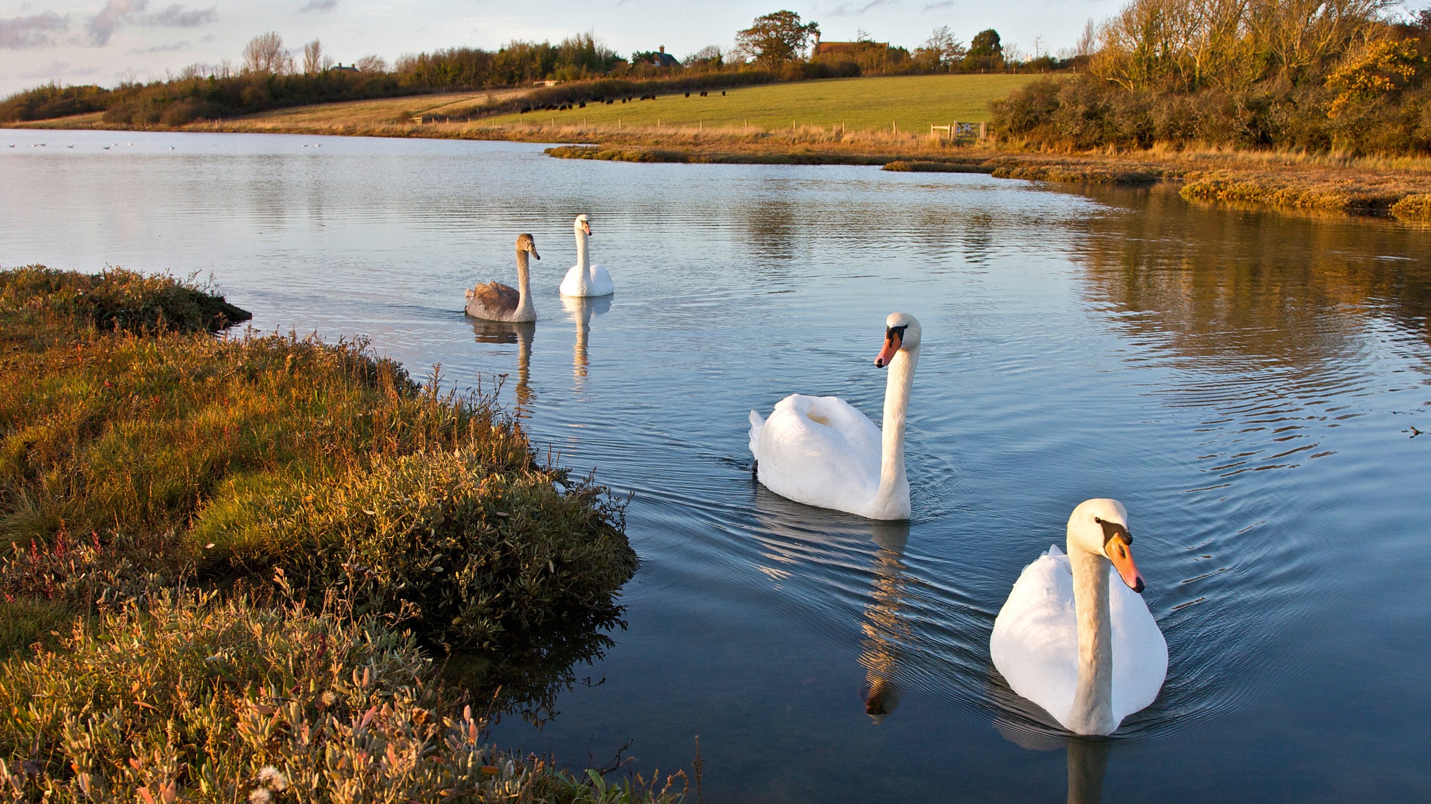 Newtown National Nature Reserve | IOW | National Trust