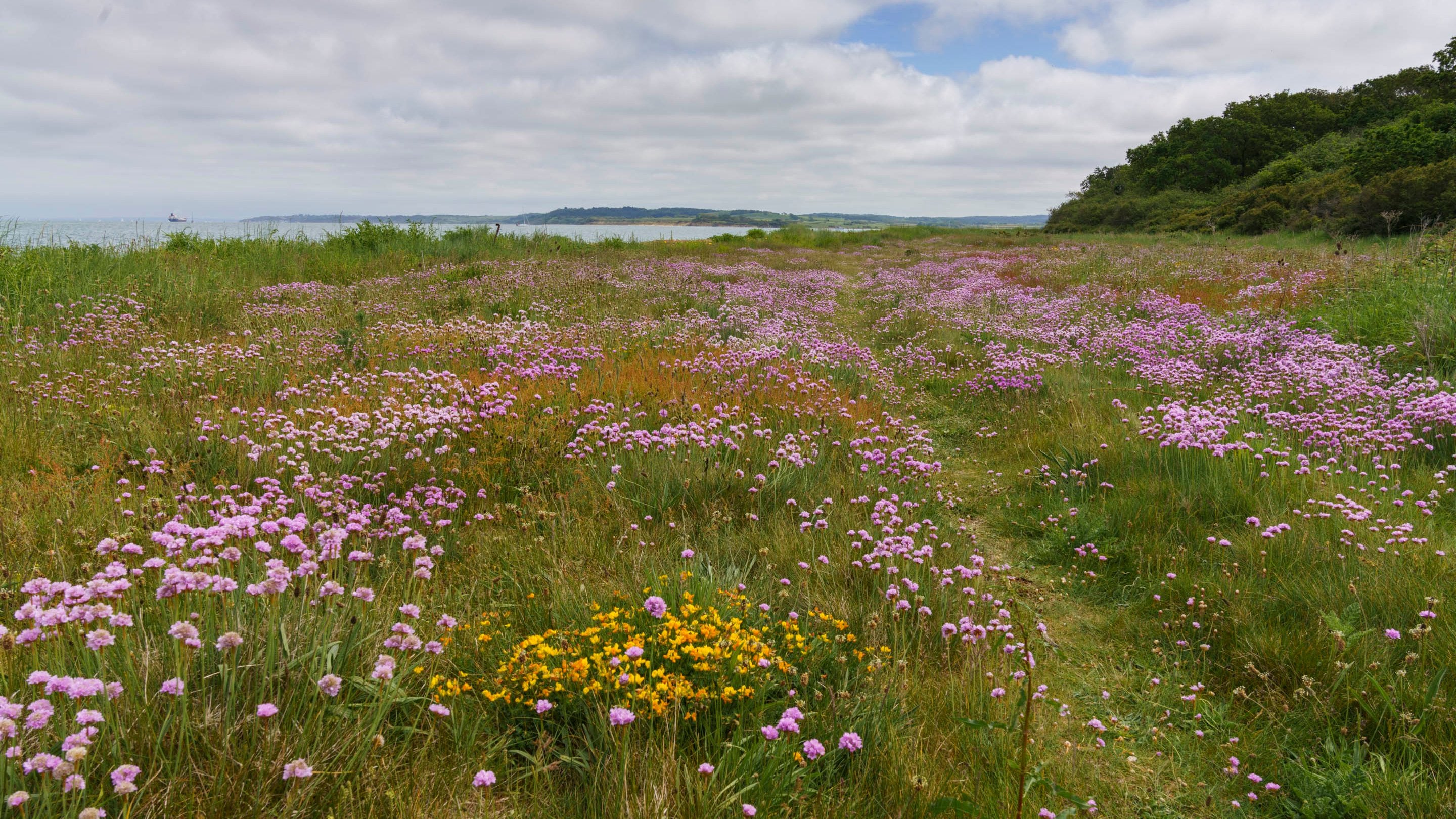 Carpets of thrift come into flower on the meadows at Newtown National Nature Reserve in the spring