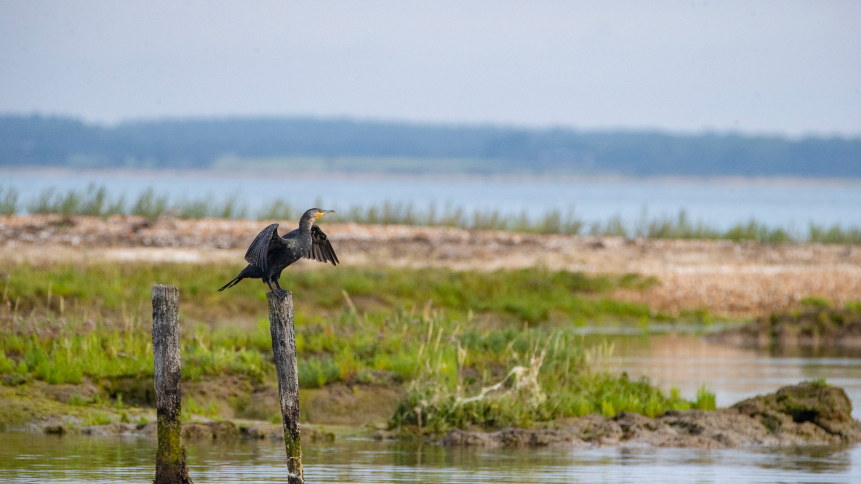 A cormorant with its wings spread perches on a wooden post protruding from the water, with a grassy sandbank behind it, at Newtown National Nature Reserve, Isle of Wight