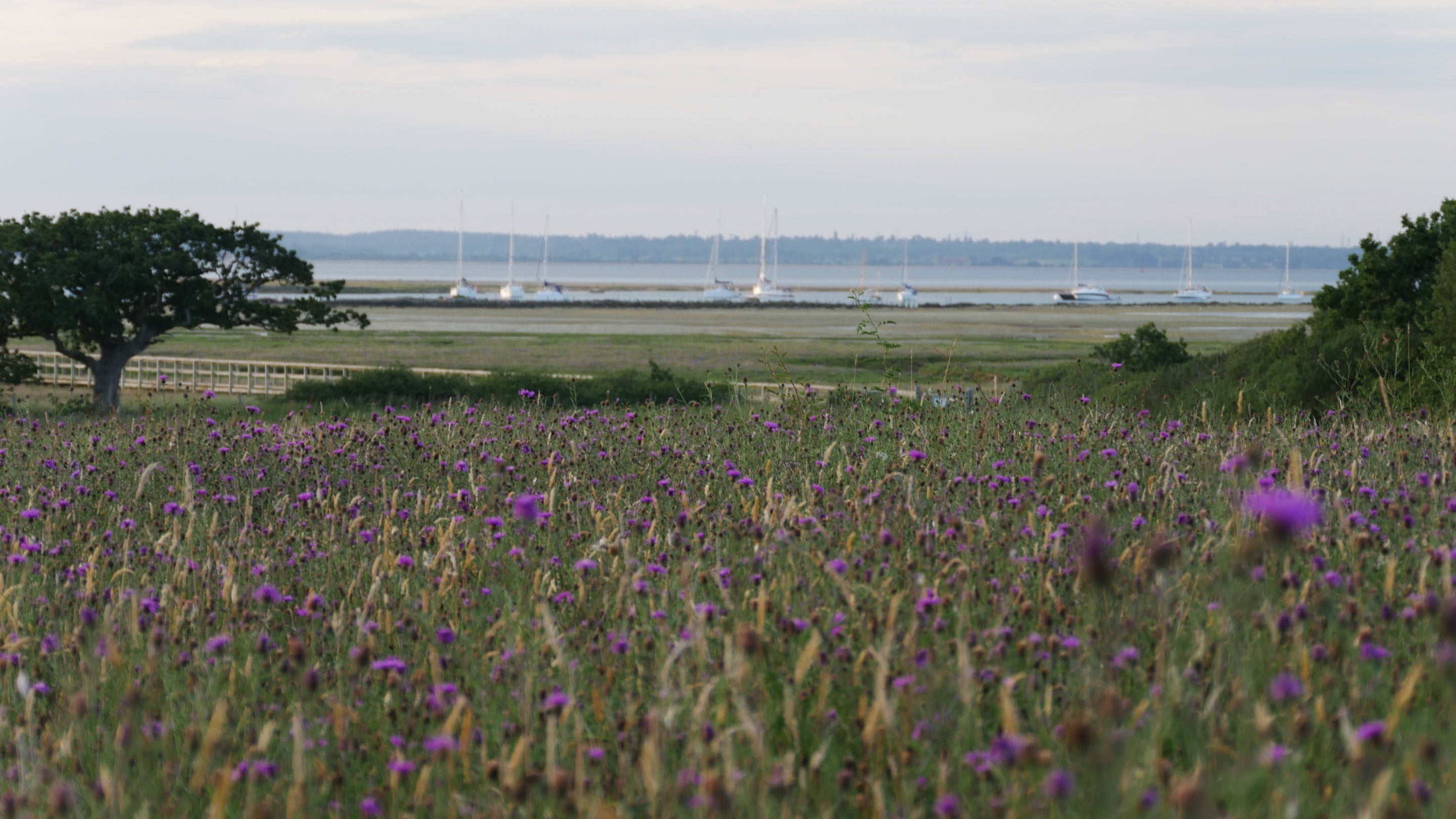View across the wildflower meadow, studded with purple flowers and yacht masts visible on water near the horizon, at Newtown National Nature Reserve, Isle of Wight