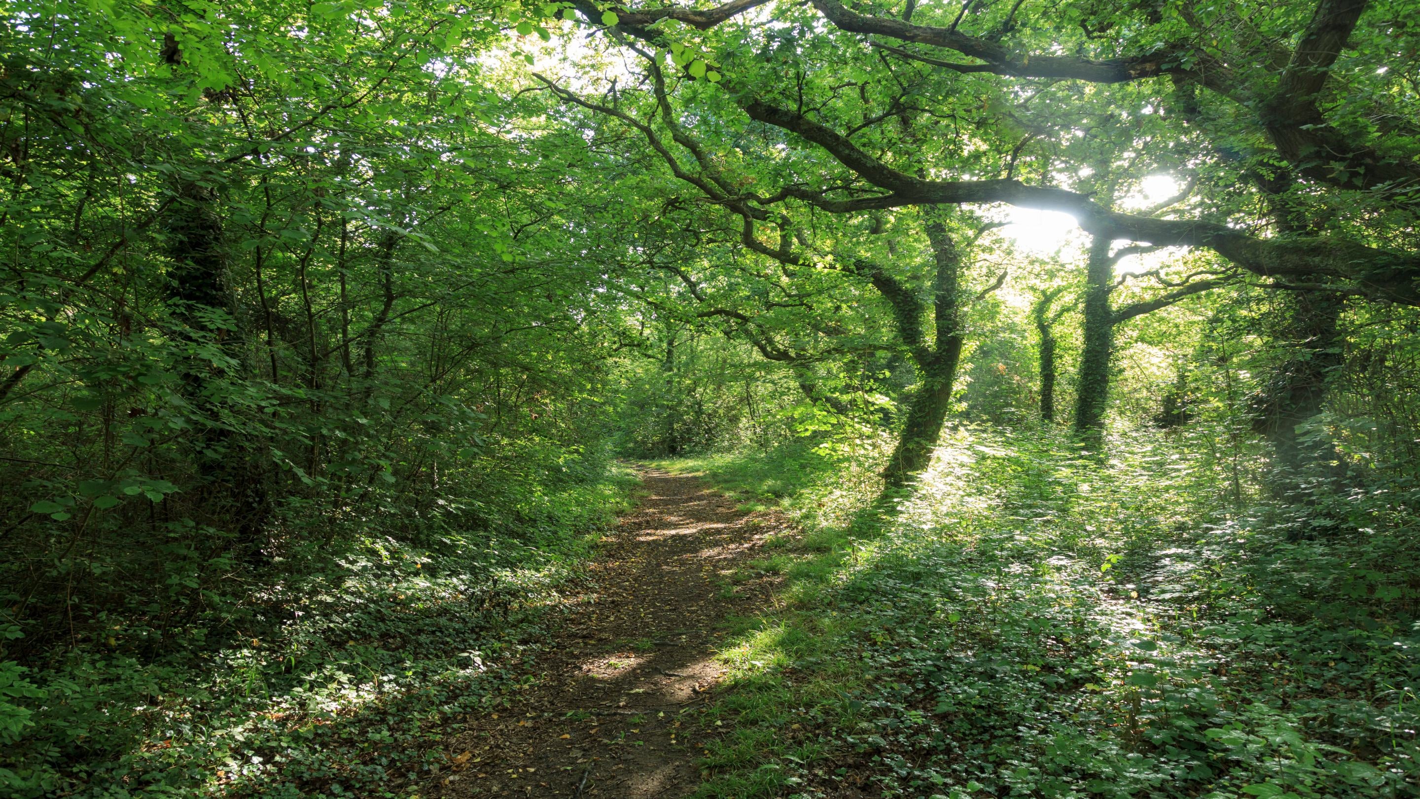Ancient woodland at Walter's Copse, Isle of Wight
