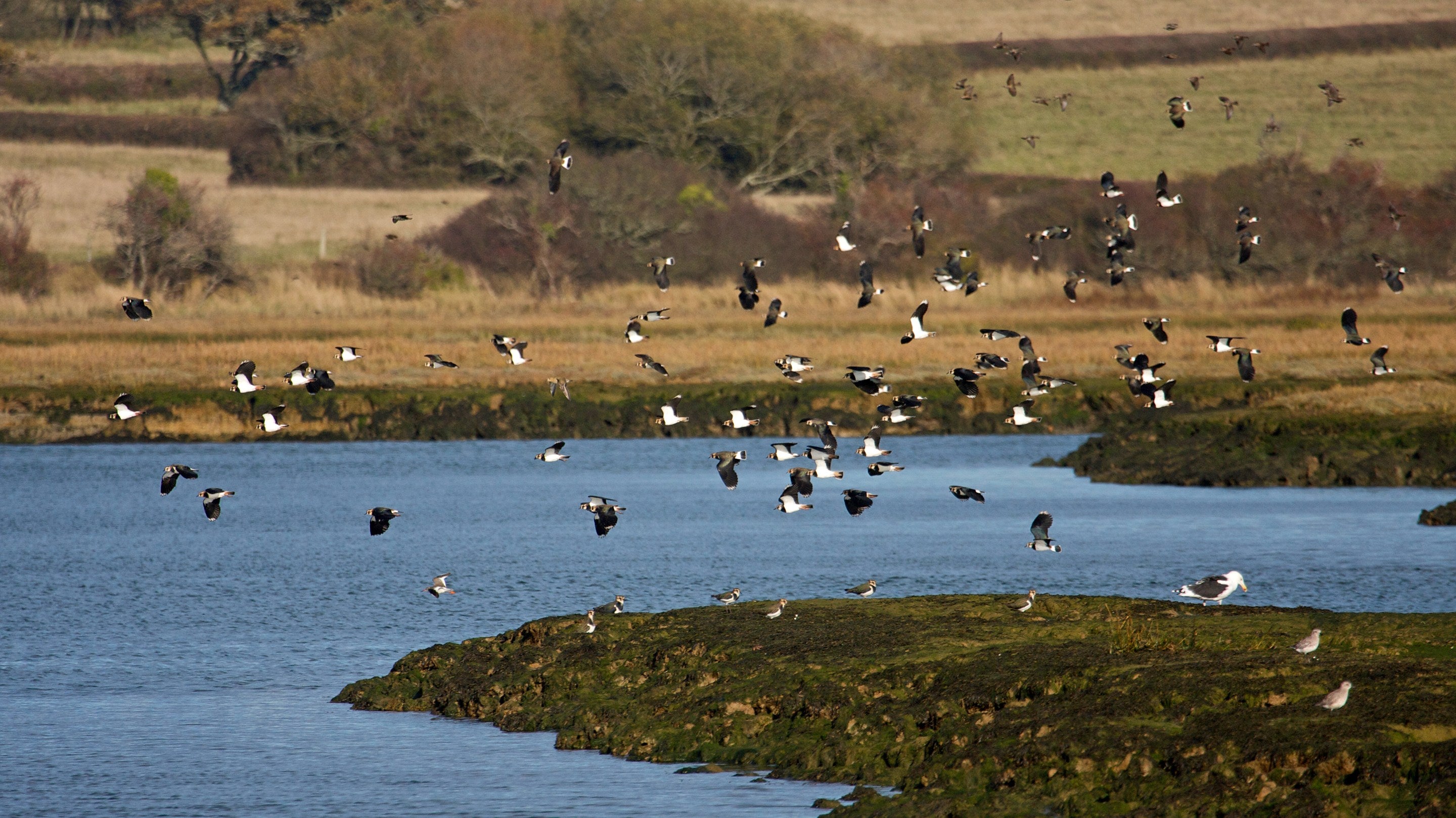 A flock of lapwings have just taken off from the calm waters of Newtown estuary in cool winter sunlight