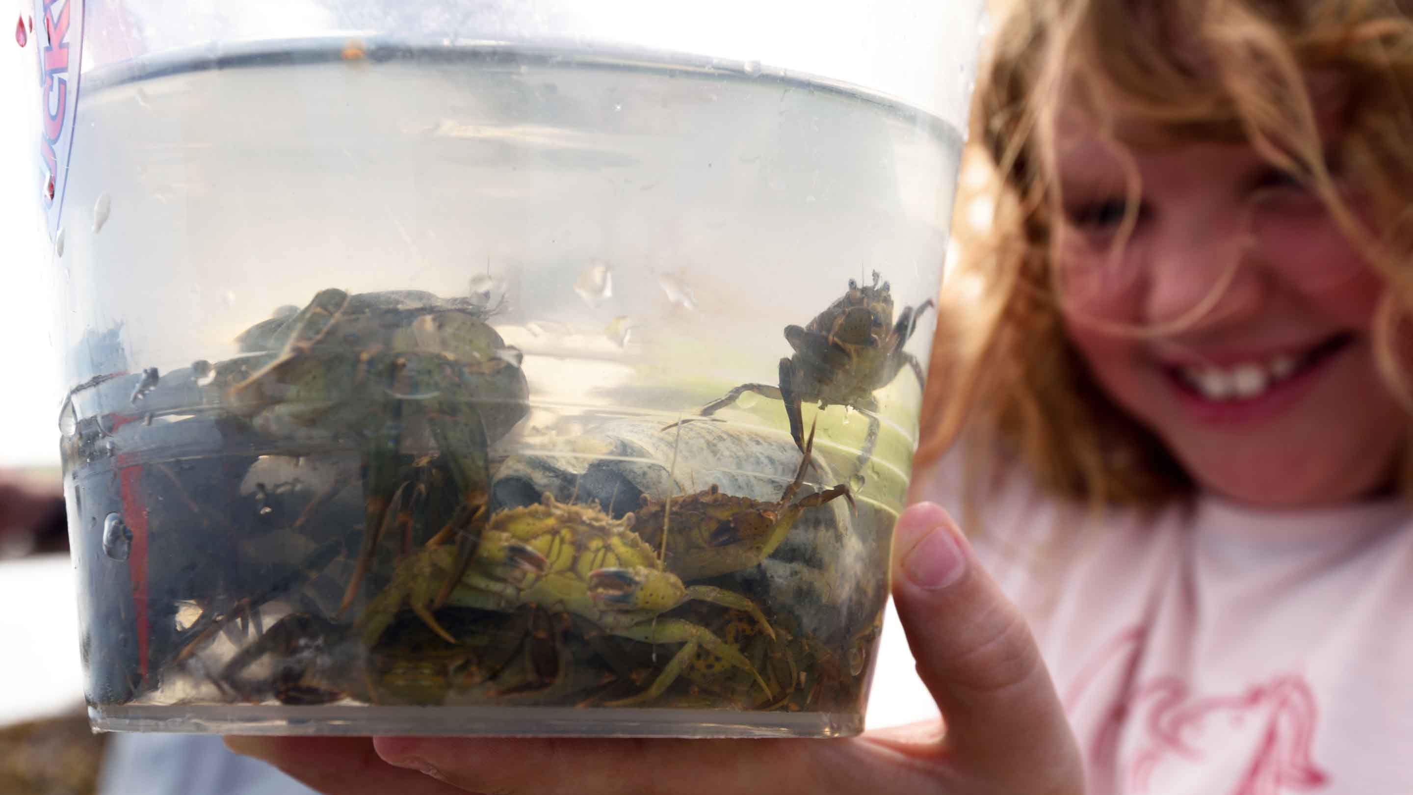 A child is smiling and holding up a clear container containing several crabs that she's caught at St Helens Duver, Isle of Wight