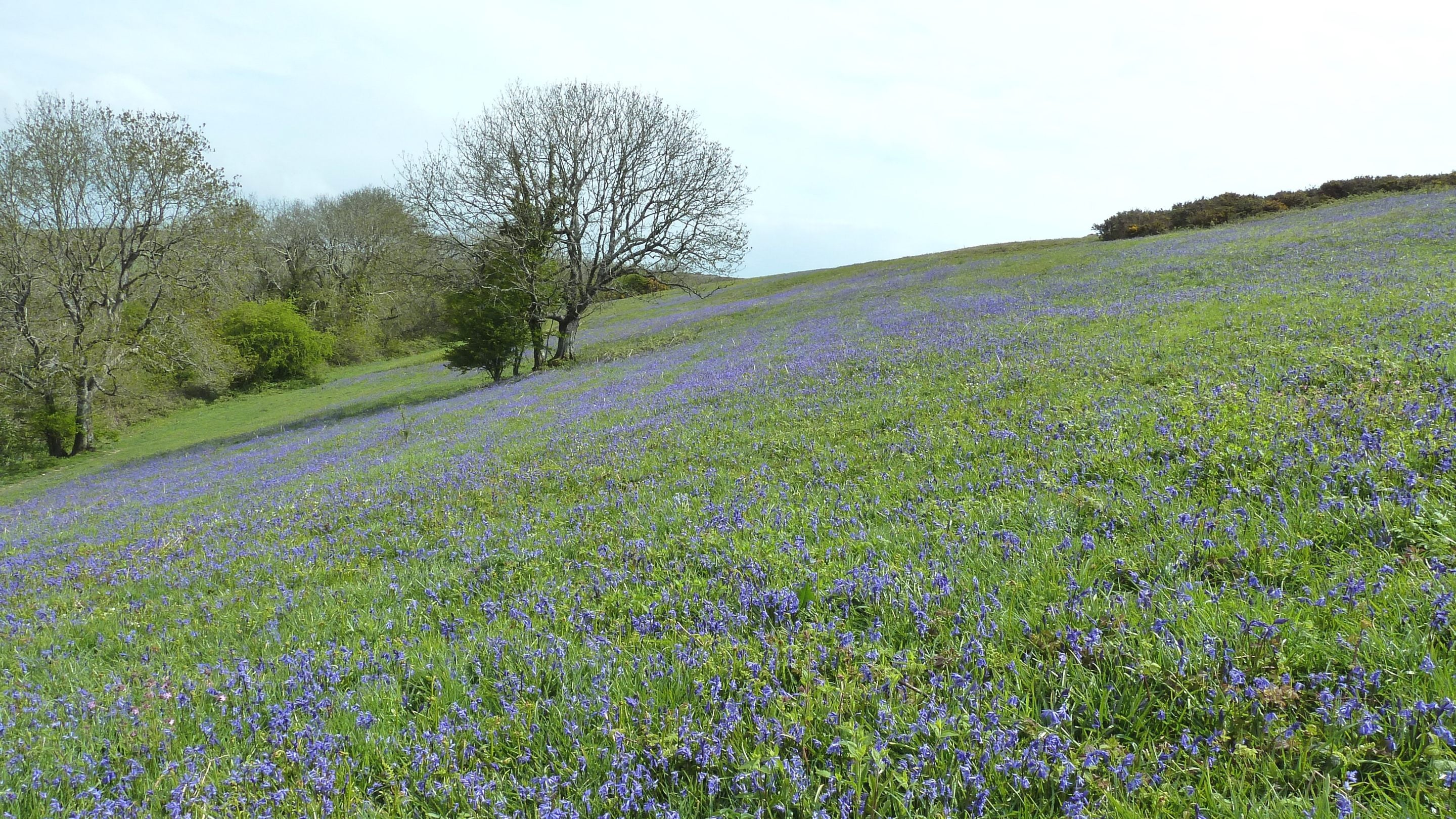 A sloping field covered in bluebells on Ventnor Downs