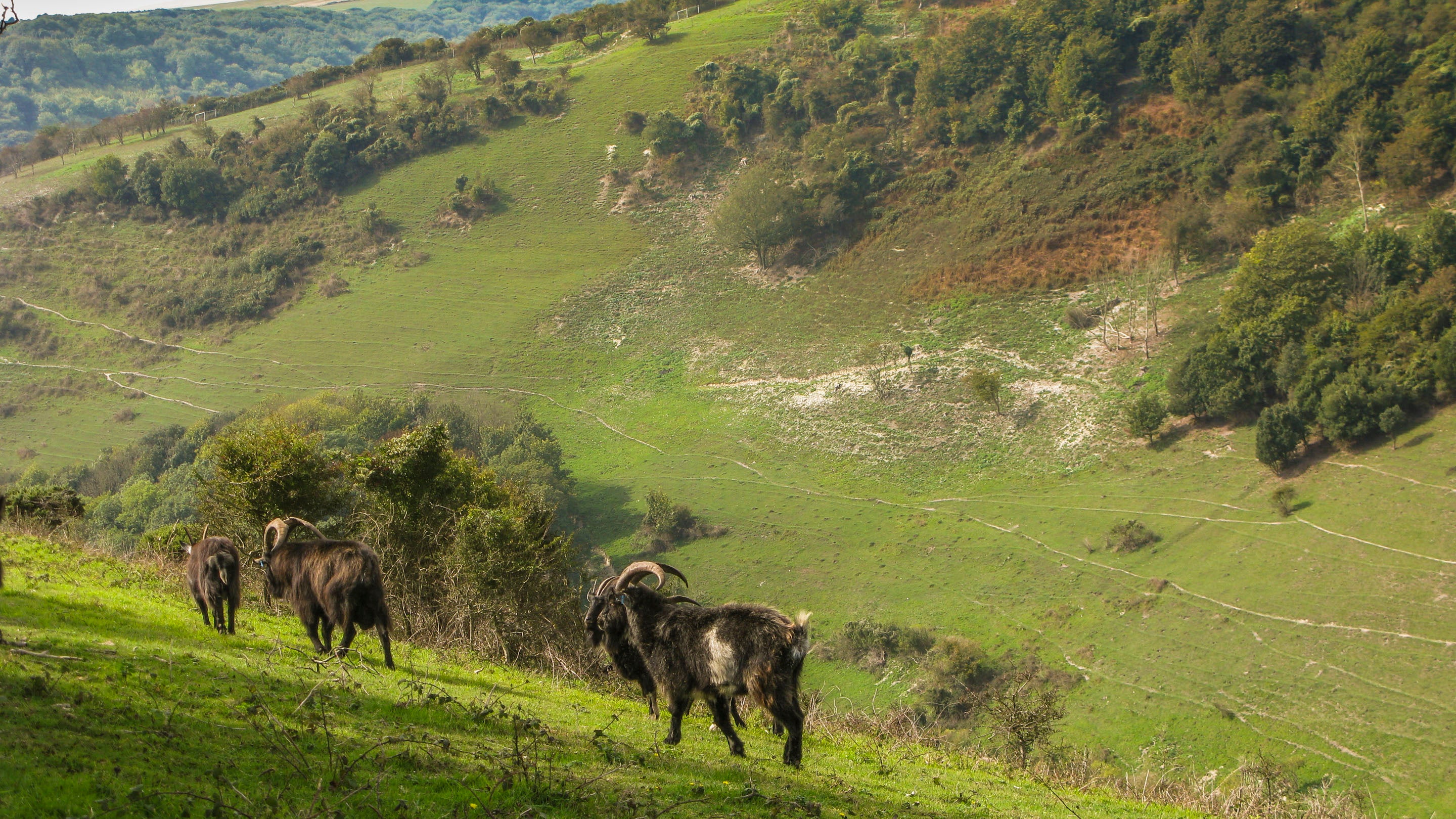 Three goats wander along the edge of Ventnor Downs, looking for things to eat
