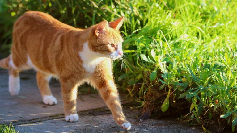 歴史ある庭に、猫の時間が流れる。