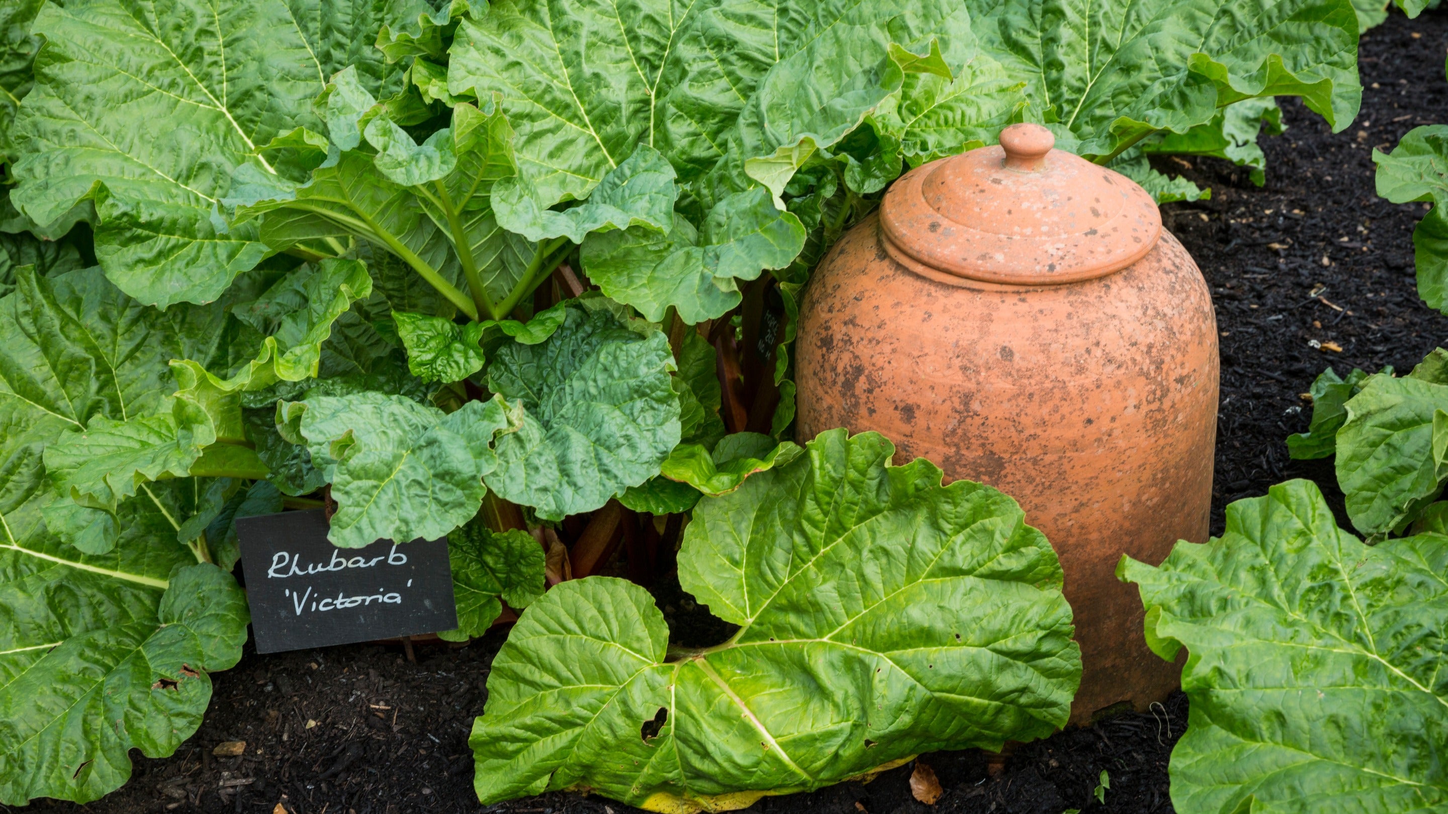 Rhubarb 'Victoria' and terracotta forcing pot in the Kitchen Garden at Chartwell, Kent