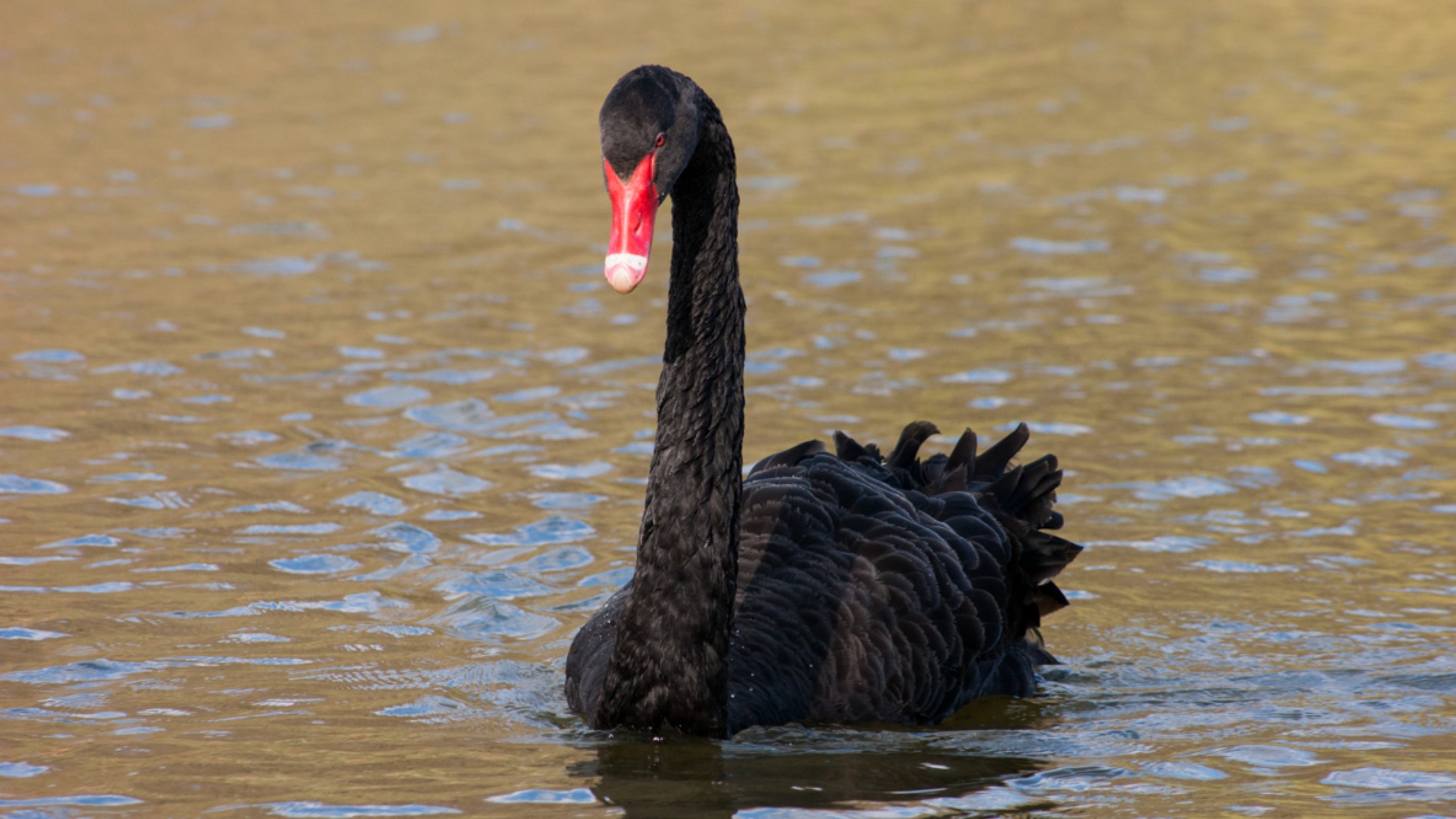 Black Swan on the lake at Chartwell