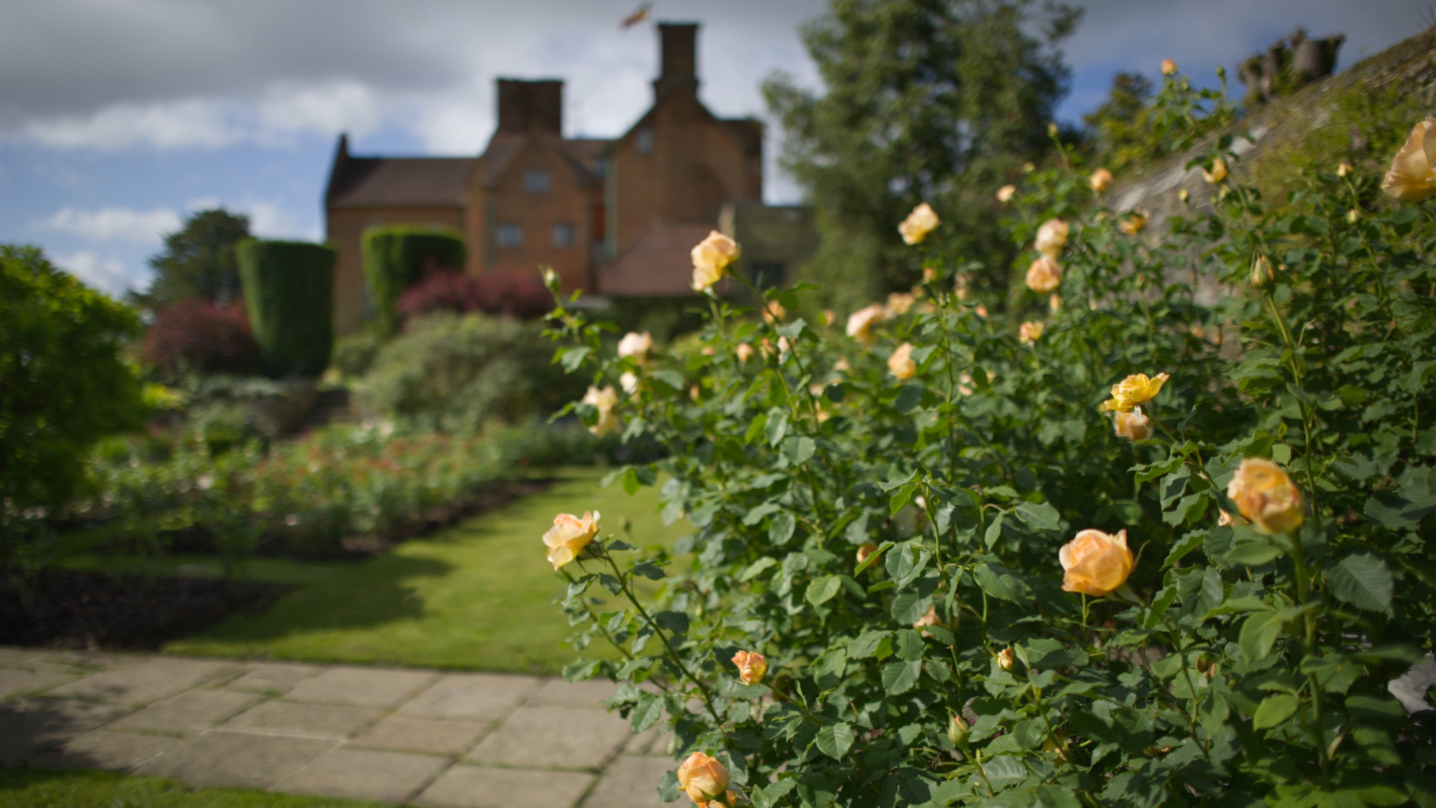 The Churchill Rose at Chartwell, a yellow rose bush growing in Lady Clementine's Rose Garden beside the brick wall, the house is in the background in soft focusc.