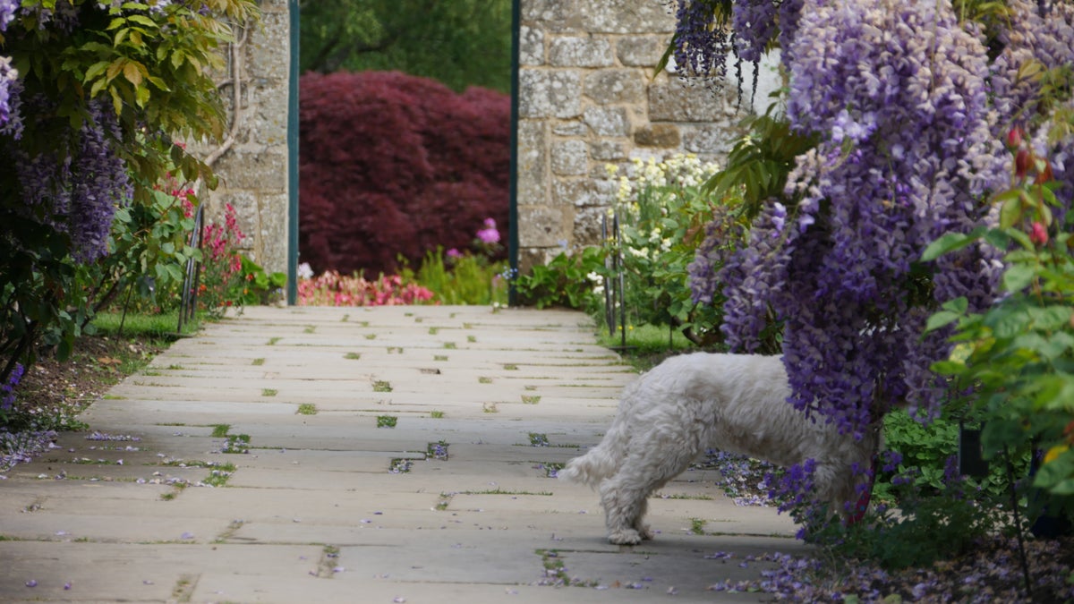 Dog walking at Chartwell Kent National Trust