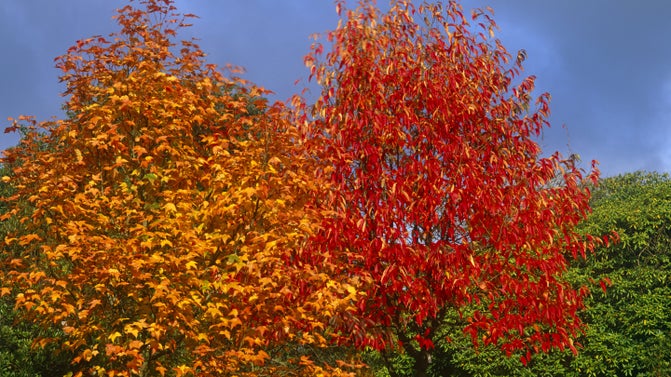 Autumn colour in a Liquidambar Acalycina tree (on left hand side) at Emmetts Garden, Kent, in November.