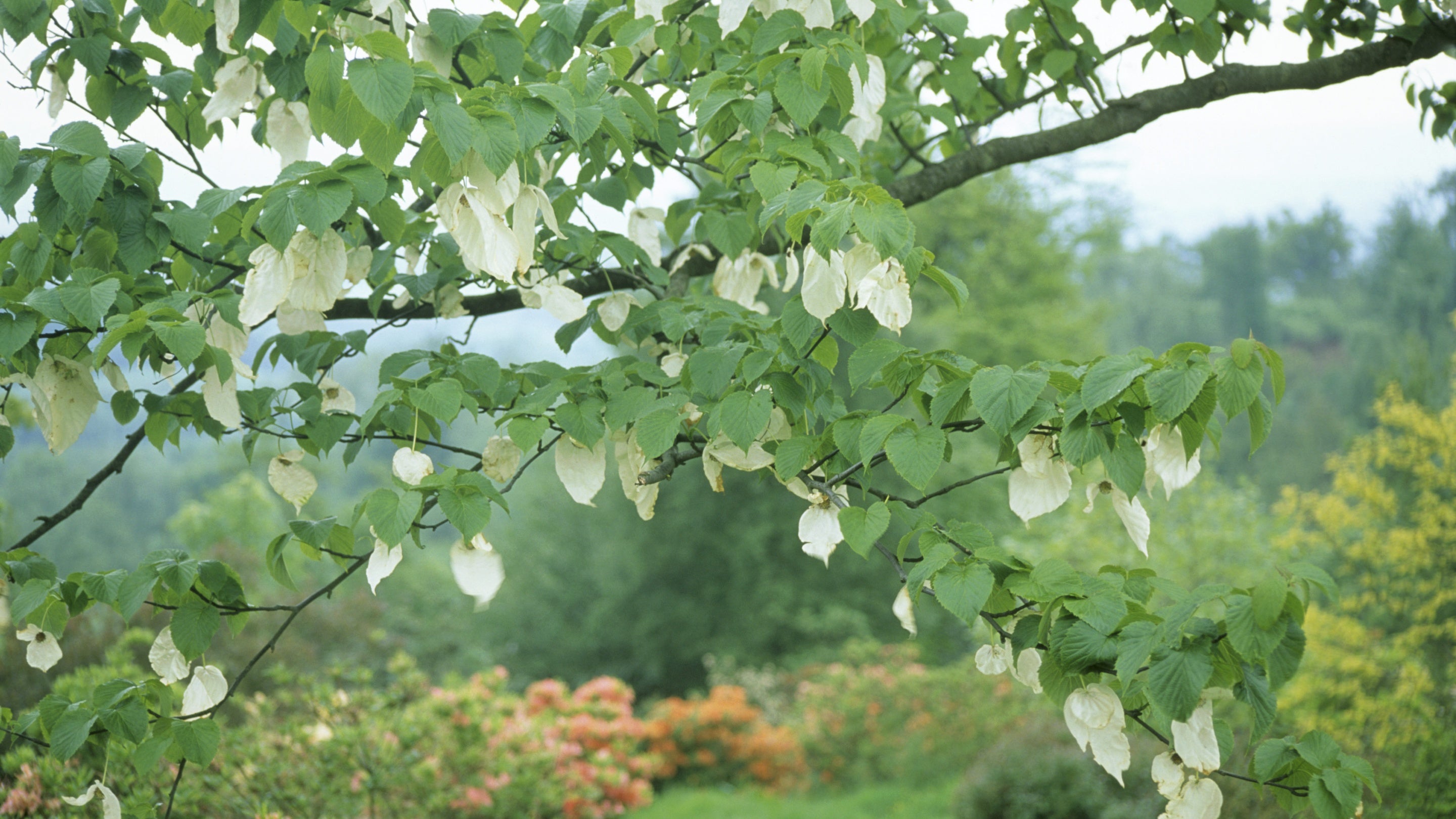 View of Davidia Involucrata Vilmoriniana Dove Tree (or Ghost Tree, Handkerchief Tree) shrubs and trees in the South Garden at Emmetts Garden