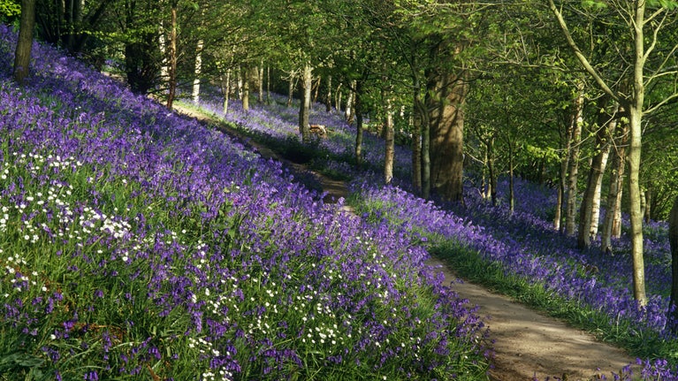 Countryside and woodland | Kent | National Trust