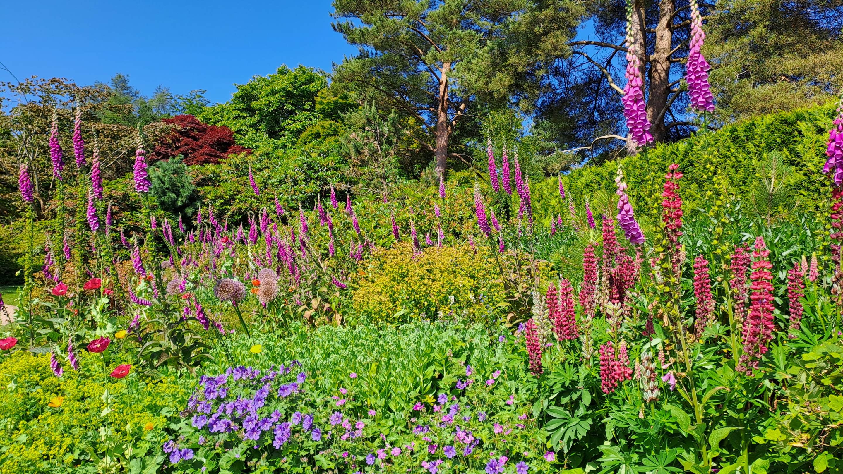 Foxgloves, lupines, geraniums and poppies blooming in June at Emmetts Garden