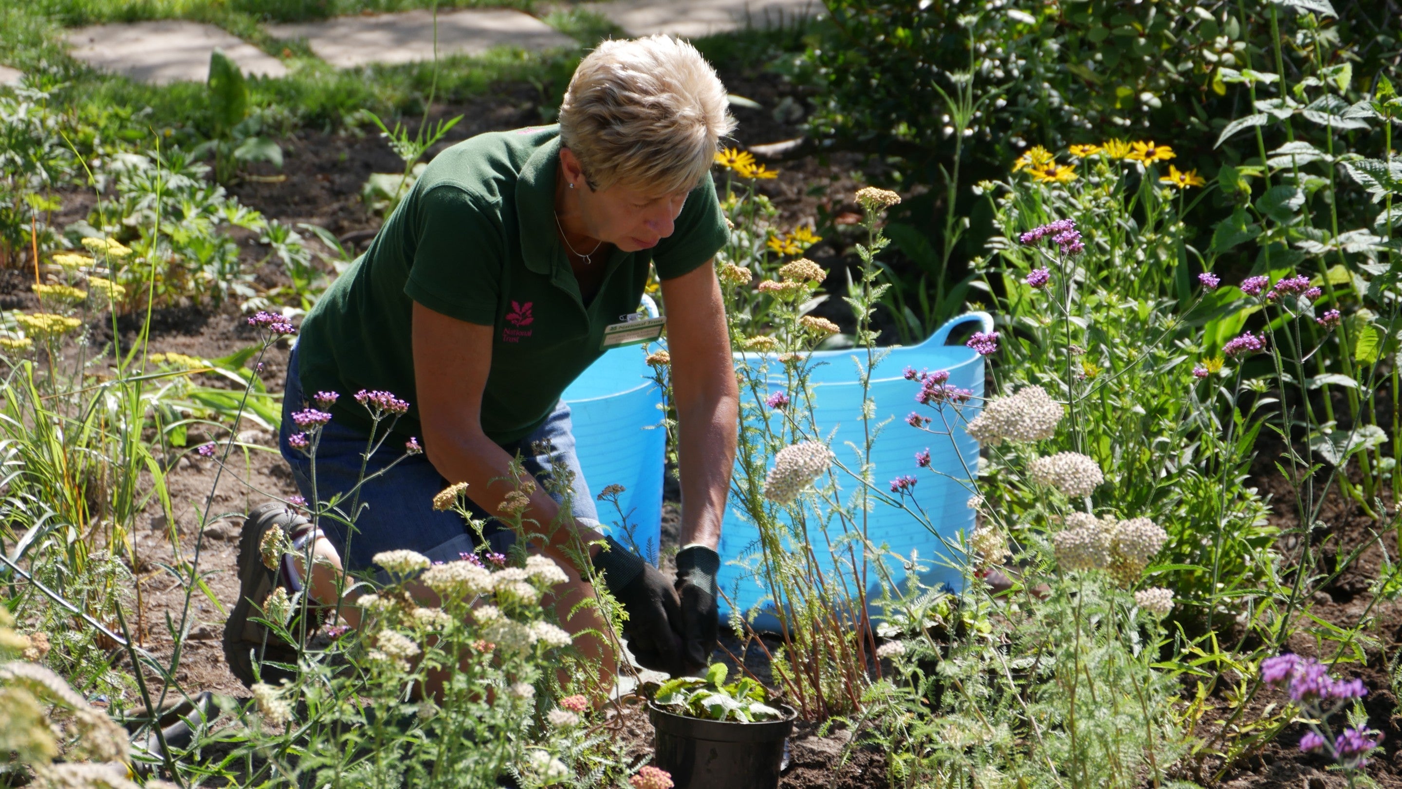 A garden volunteer kneeling in the lower Alpine area at Emmetts Garden in Kent