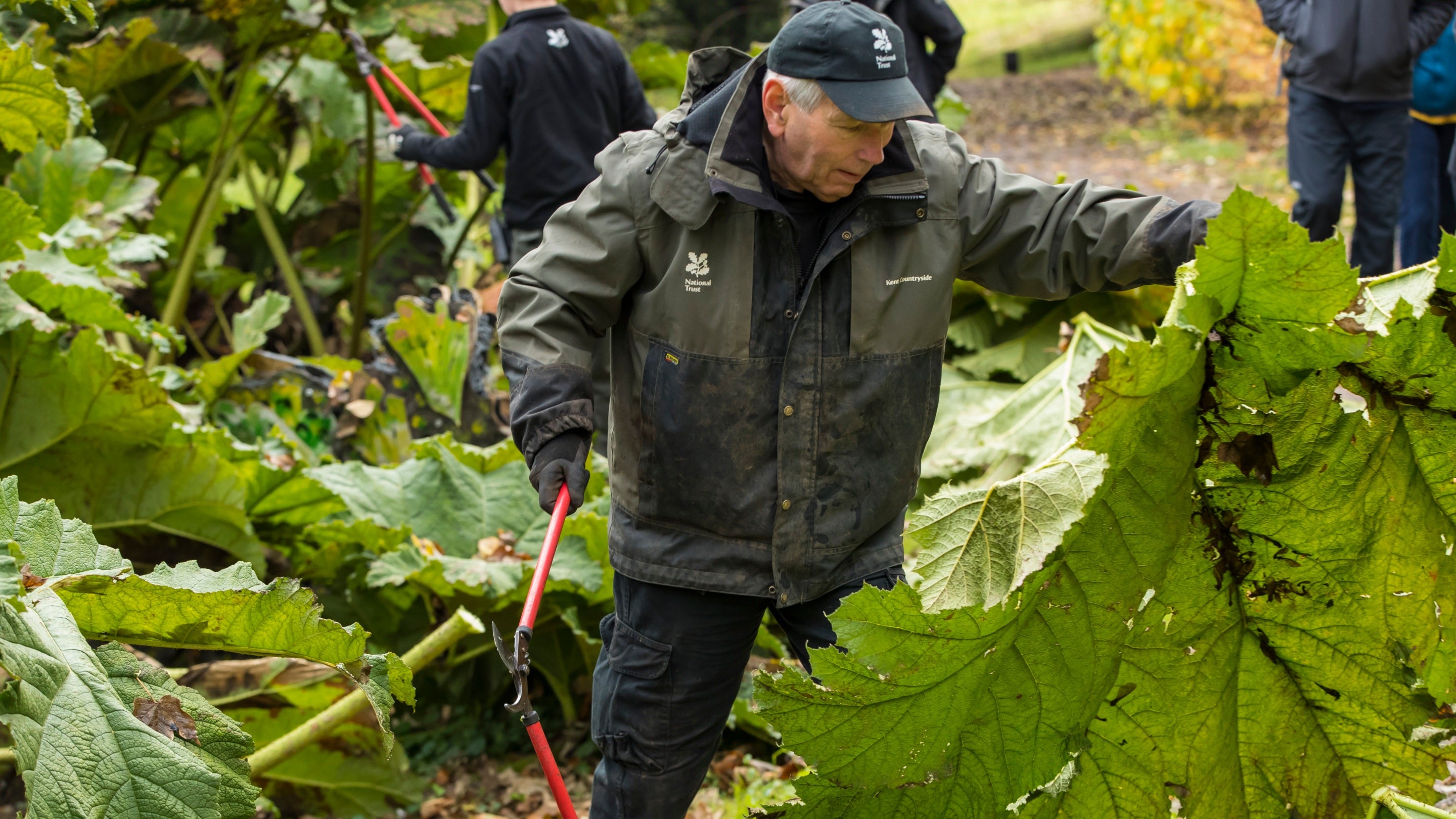 Garden volunteers helping to clear Gunnera manicata (Giant Rhubarb) at Ightham Mote, Kent