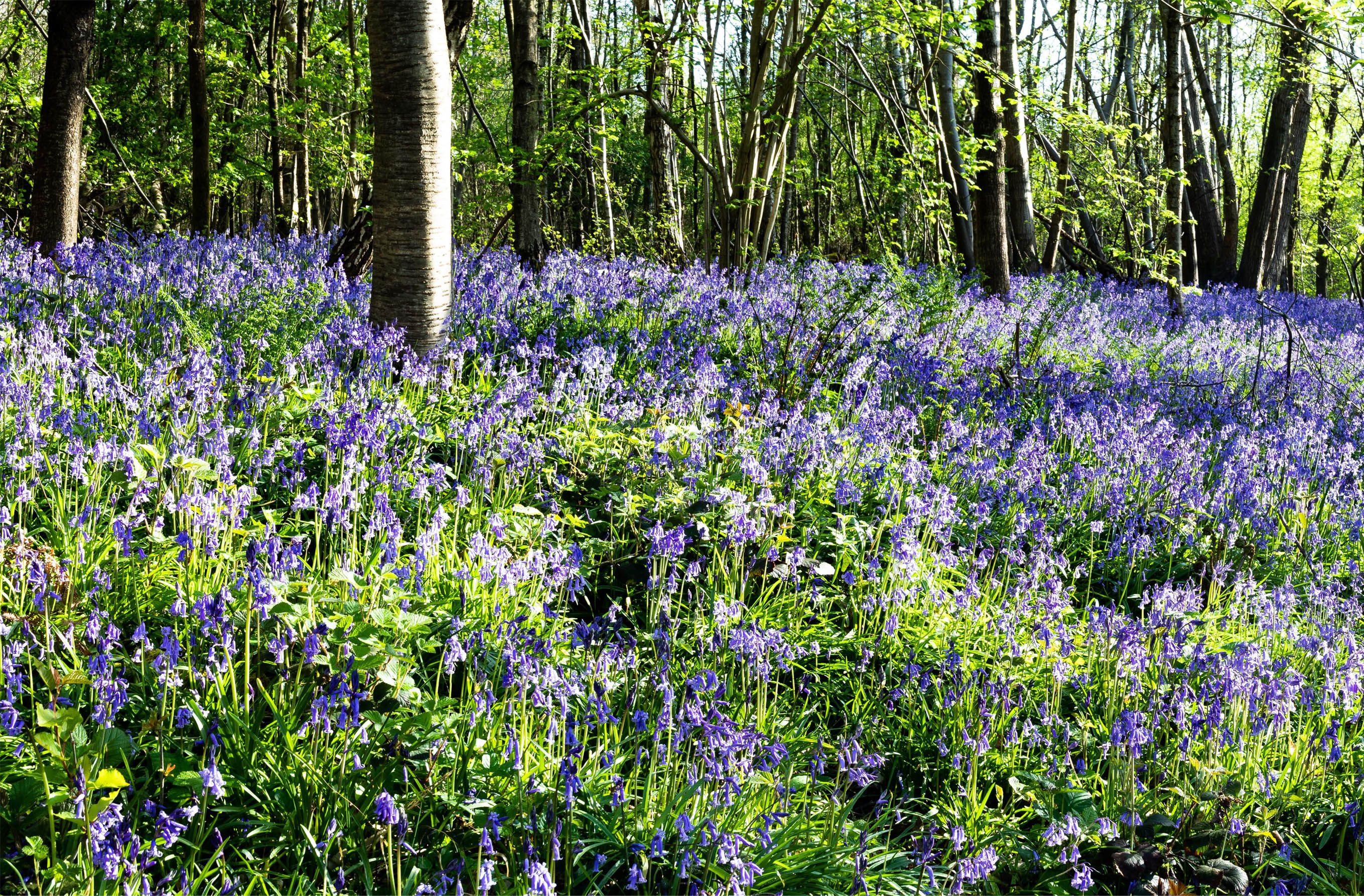 Bluebells at Scathes Wood Paul Simons
