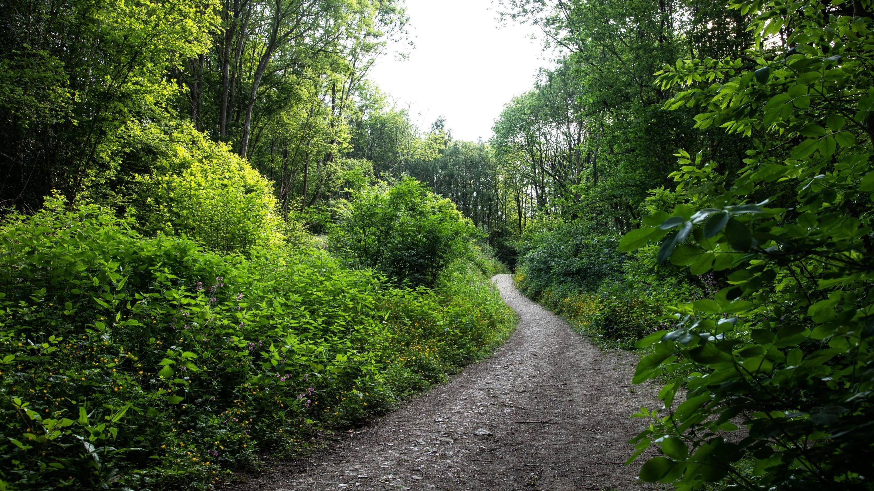 Footpath on the Green Walk Ightham Mote with lush woodland foliage