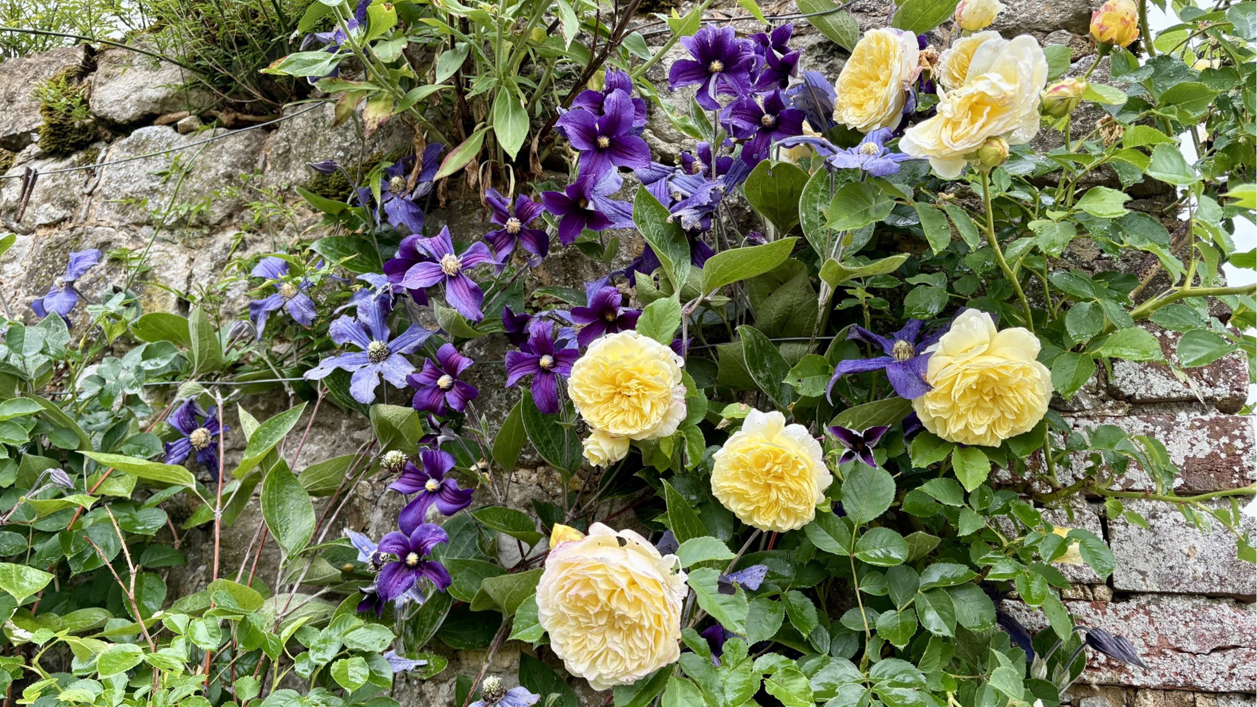 Roses climbing on wall at Ightham Mote's cutting garden