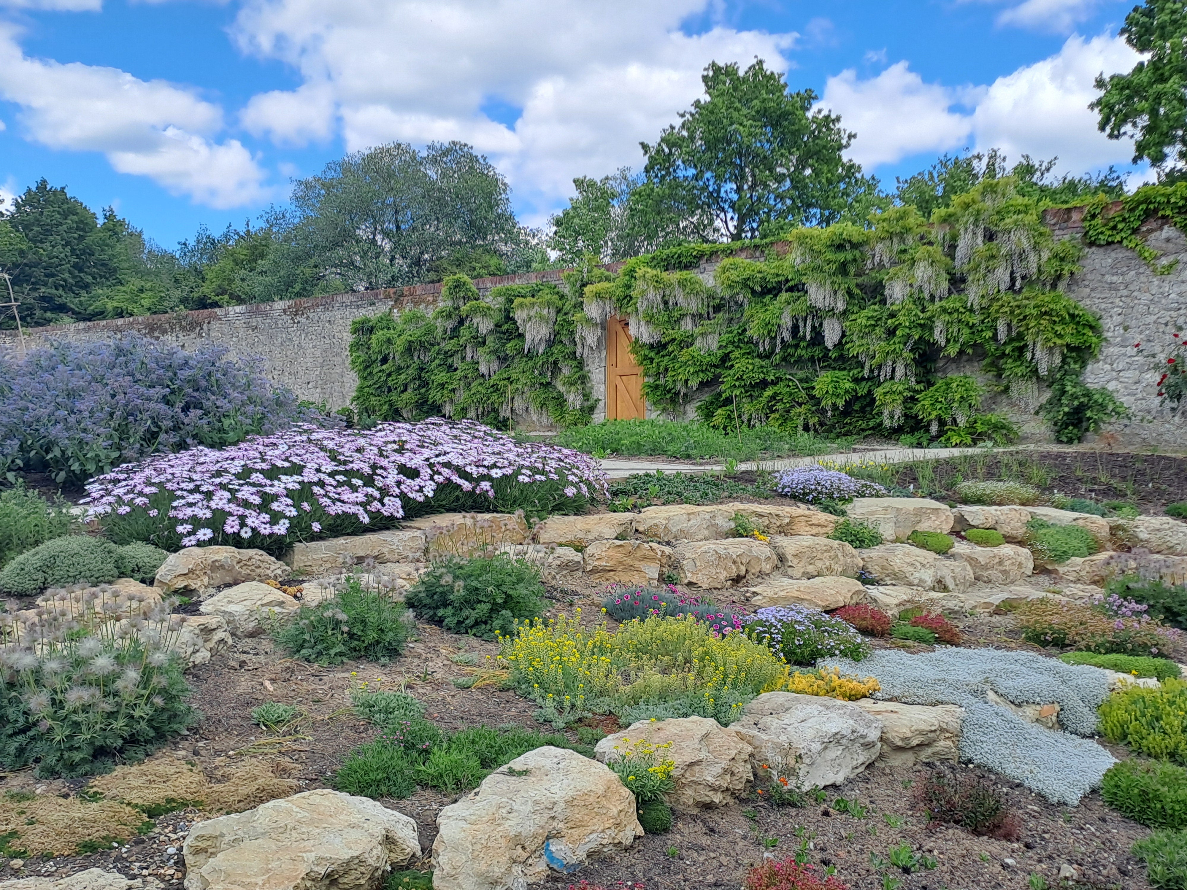 A blue sky with clouds and a garden scene. There is a wall at the back of the garden which has purple flowers and green leaves of wisteria growing along it. There are rocks interspersed with flowers in the foreground, and a large purple flowering plant t o the back of the garden.