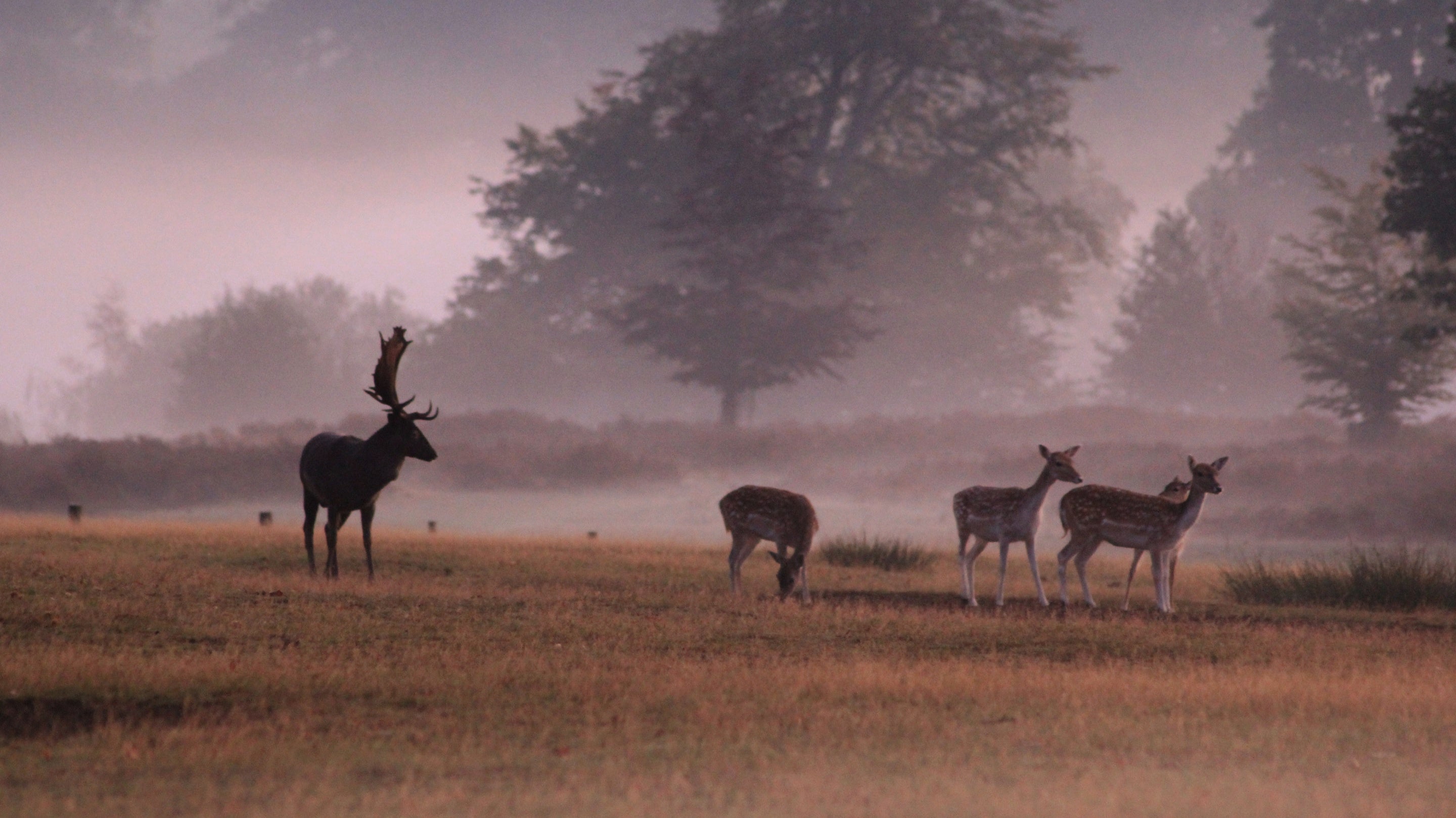 Deer in parkland at dawn on a misty autumn morning