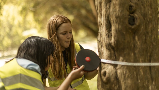 Two children with a tape measure wrapped around a tree trunk