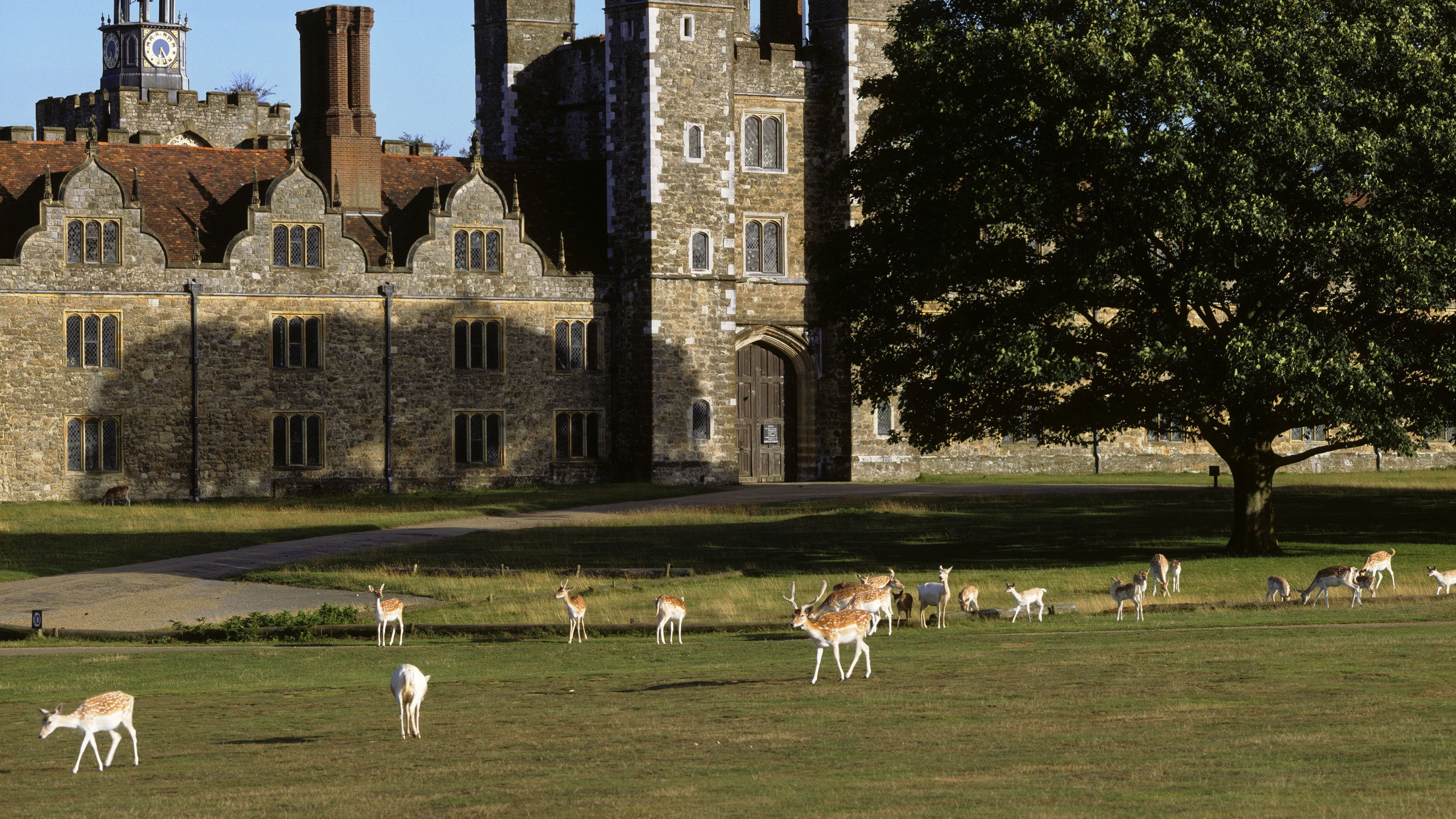 Deer wander through Knole Park outside the West Front entrance of Knole, Sevenoaks, Kent