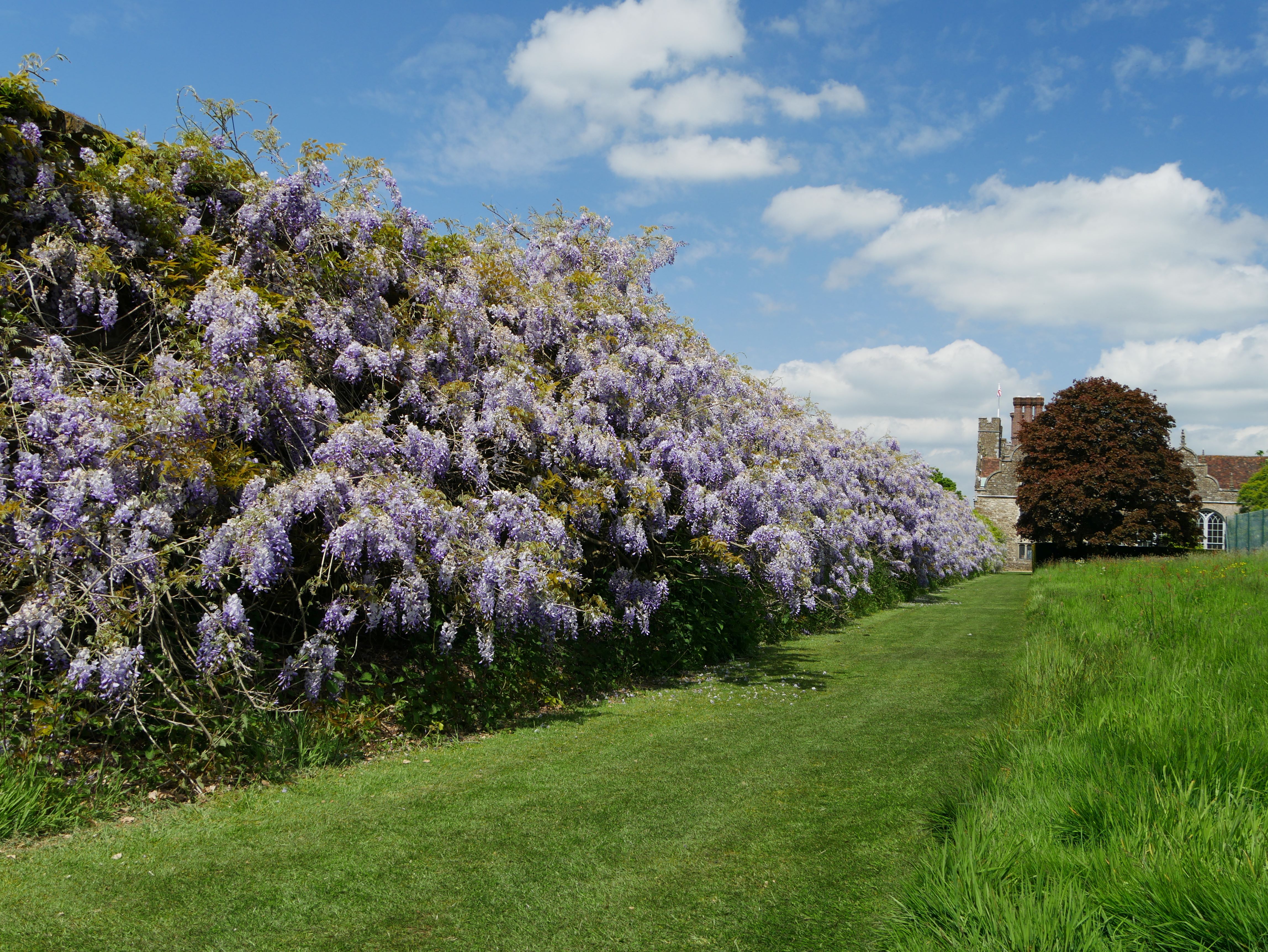 View of light purple flowers on a large plant against a wall, with green grass to the right and in the foreground