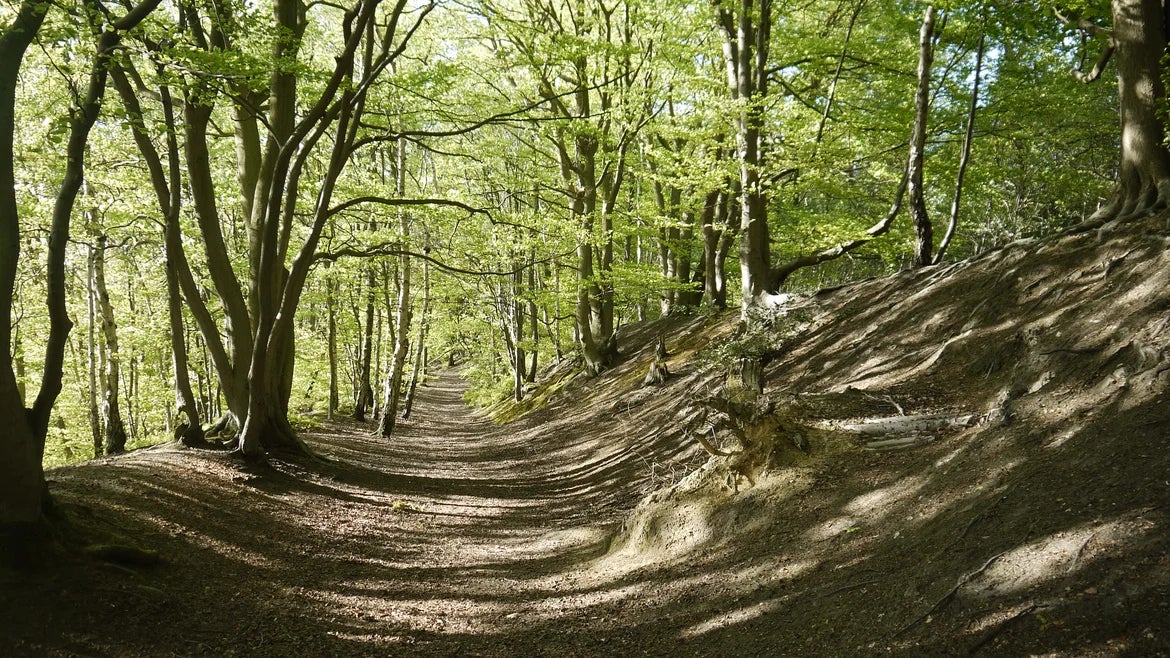 Woodland pathway through Oldbury Hill, Kent